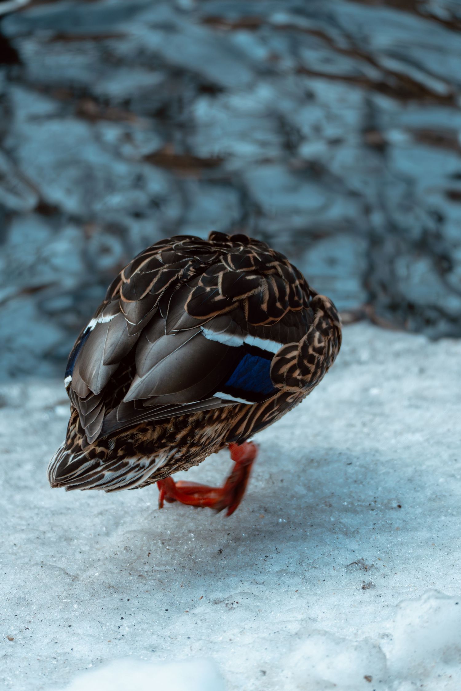 Female mallard duck standing on snow near rippling blue water in winter.