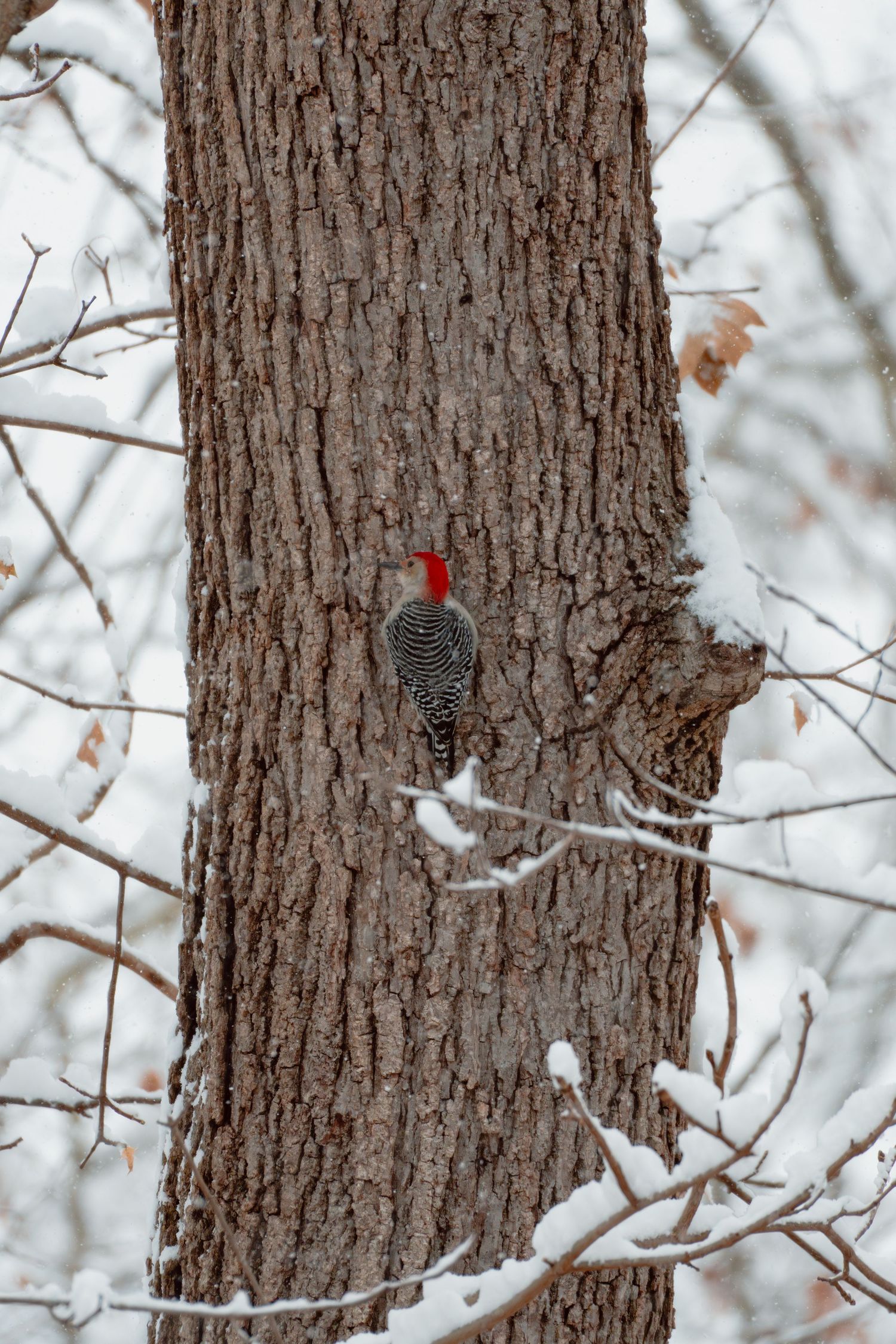 Red-bellied woodpecker clinging to a large tree trunk in a snowy winter forest.
