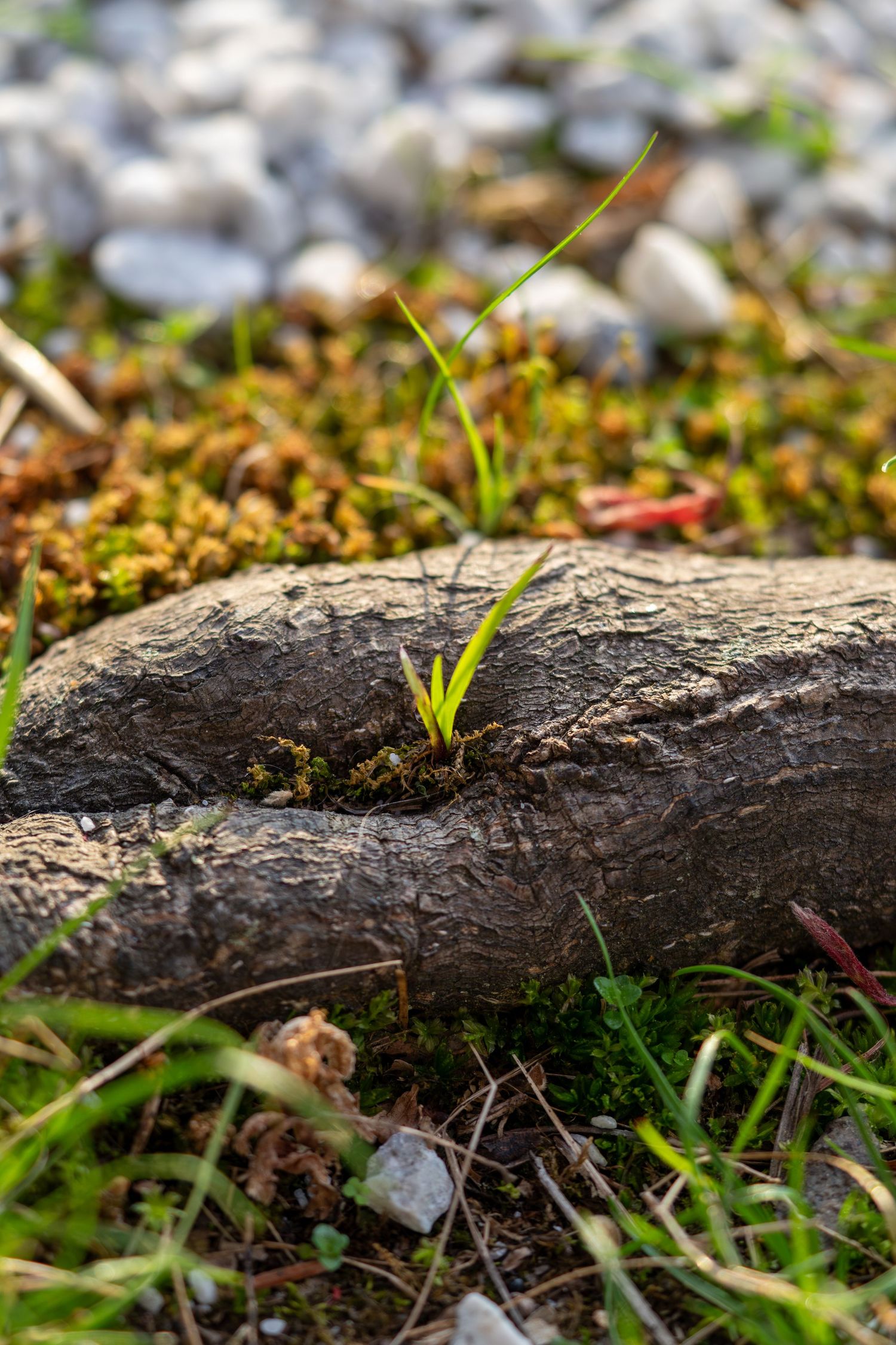 Tiny green seedling sprouting from a crack in an old weathered log surrounded by moss and gravel.