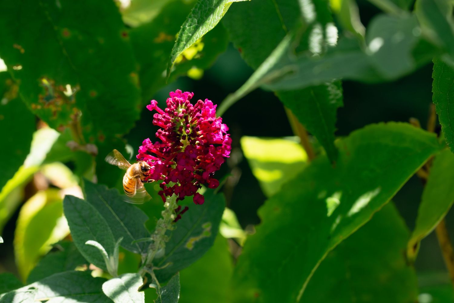 A honeybee pollinates a bright pink butterfly bush flower in sunlight.