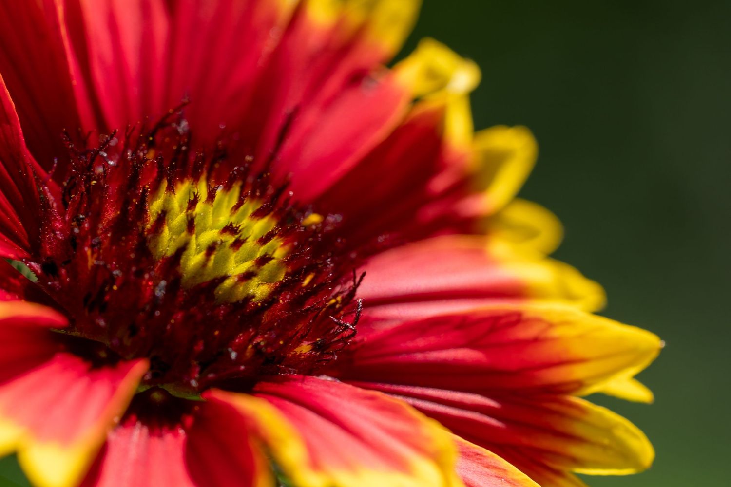 Extreme close-up macro shot of a red and yellow Gaillardia blanket flower showing vivid petal detail.
