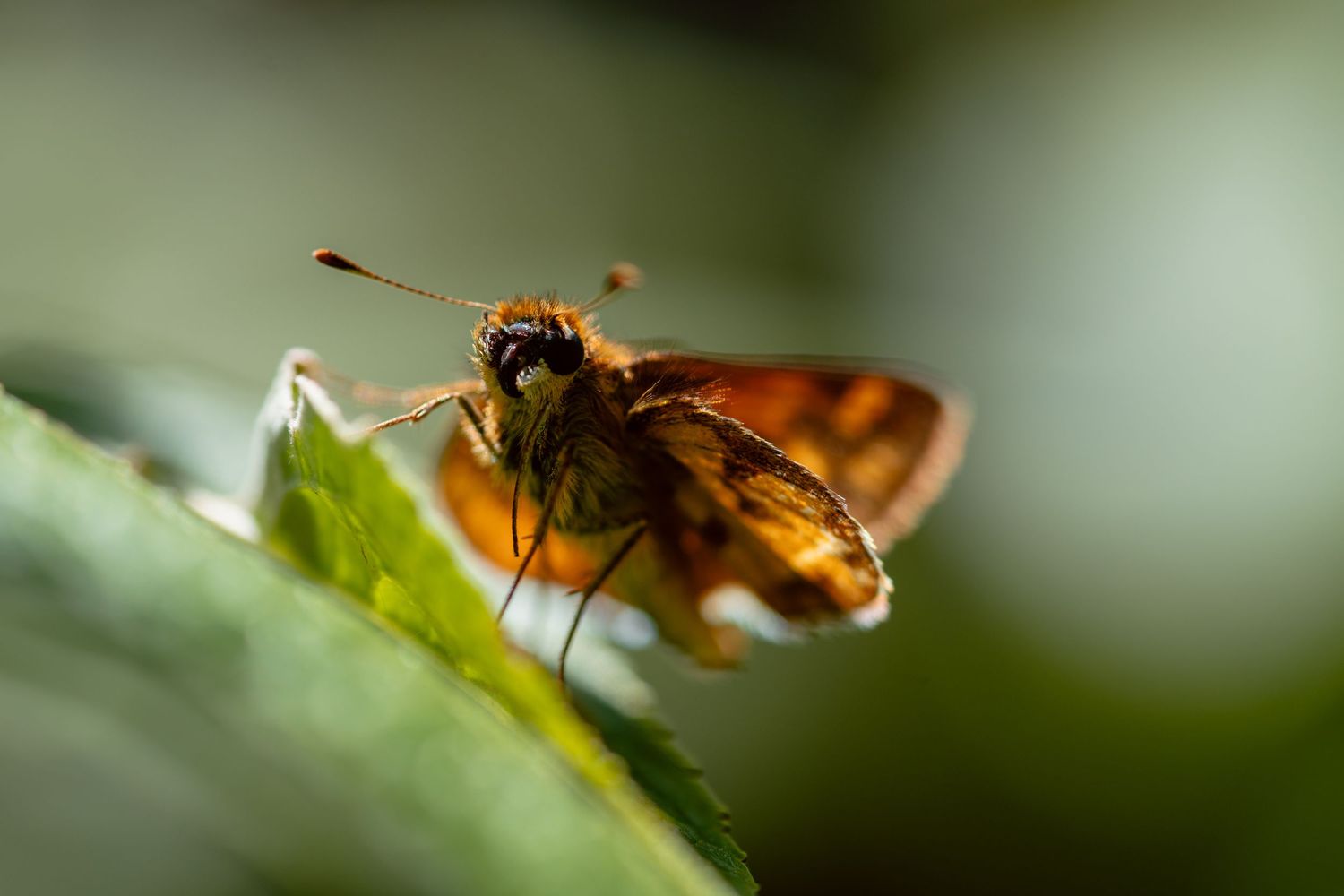 Macro shot of an orange skipper butterfly perched on the edge of a green leaf in soft light.