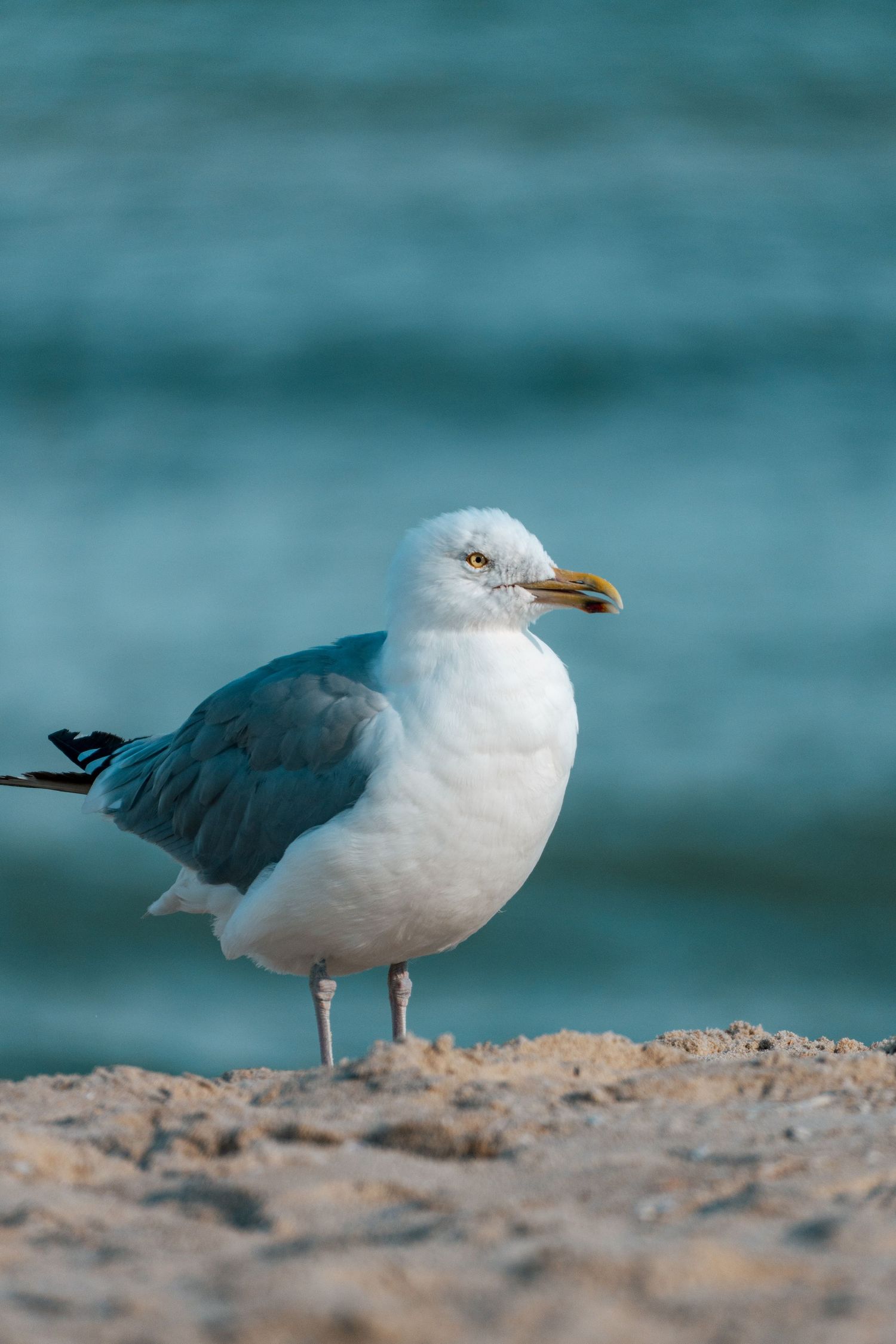 A herring gull stands on sandy beach with turquoise ocean water in the background.
