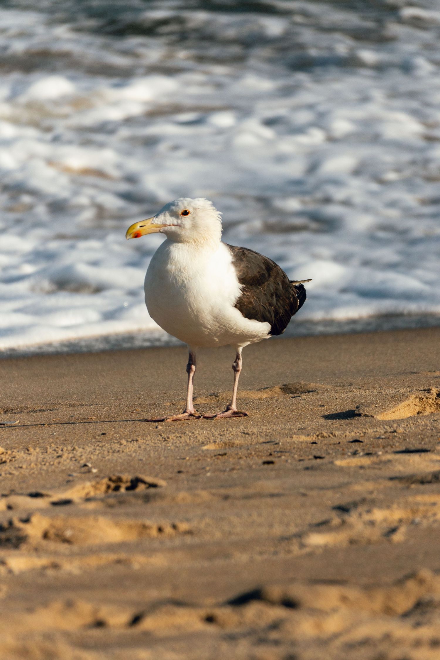 A large seagull stands on wet sandy shoreline with foamy ocean waves breaking behind it.