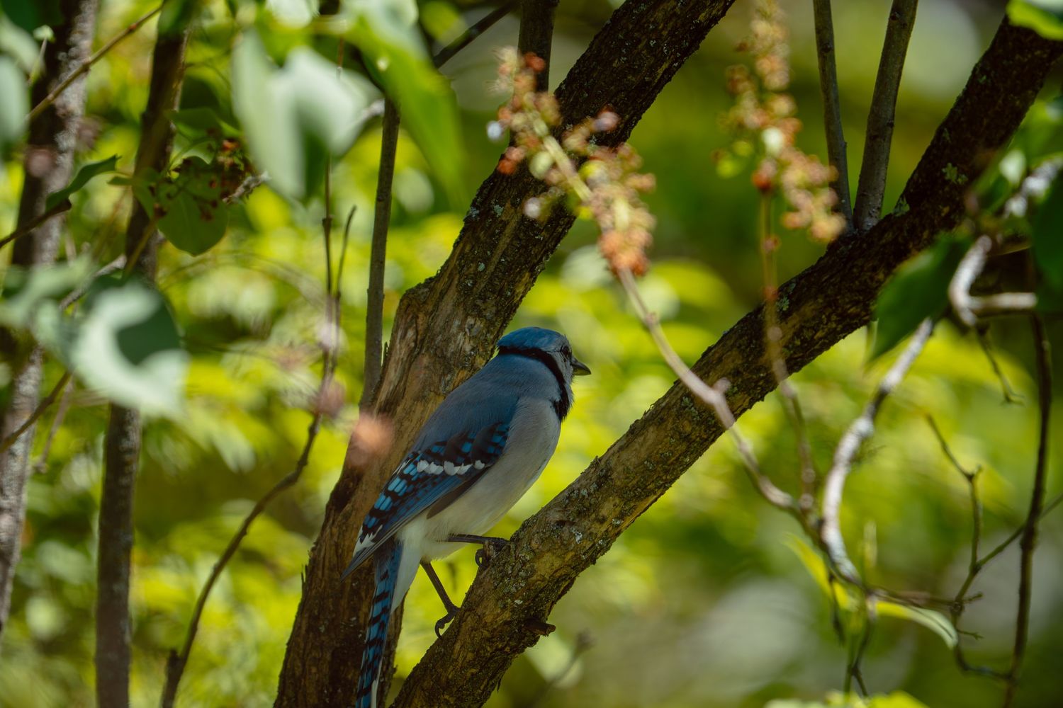 A blue jay perched on a tree branch surrounded by lush green foliage.