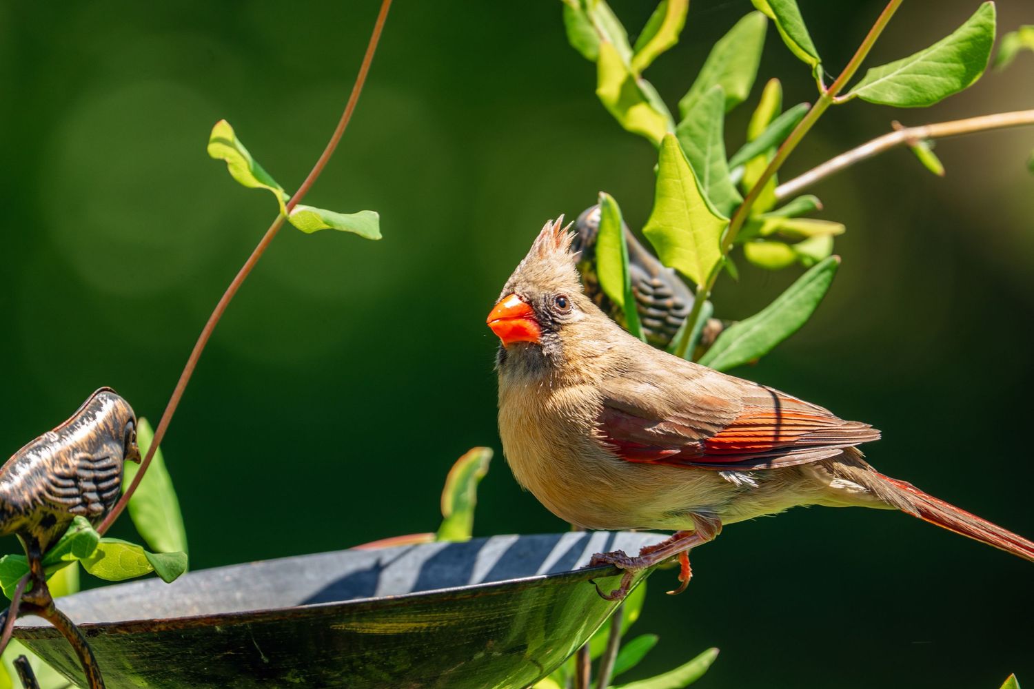 Female Northern Cardinal perched on a bird bath edge, showing her distinctive orange beak and reddish-brown wings.