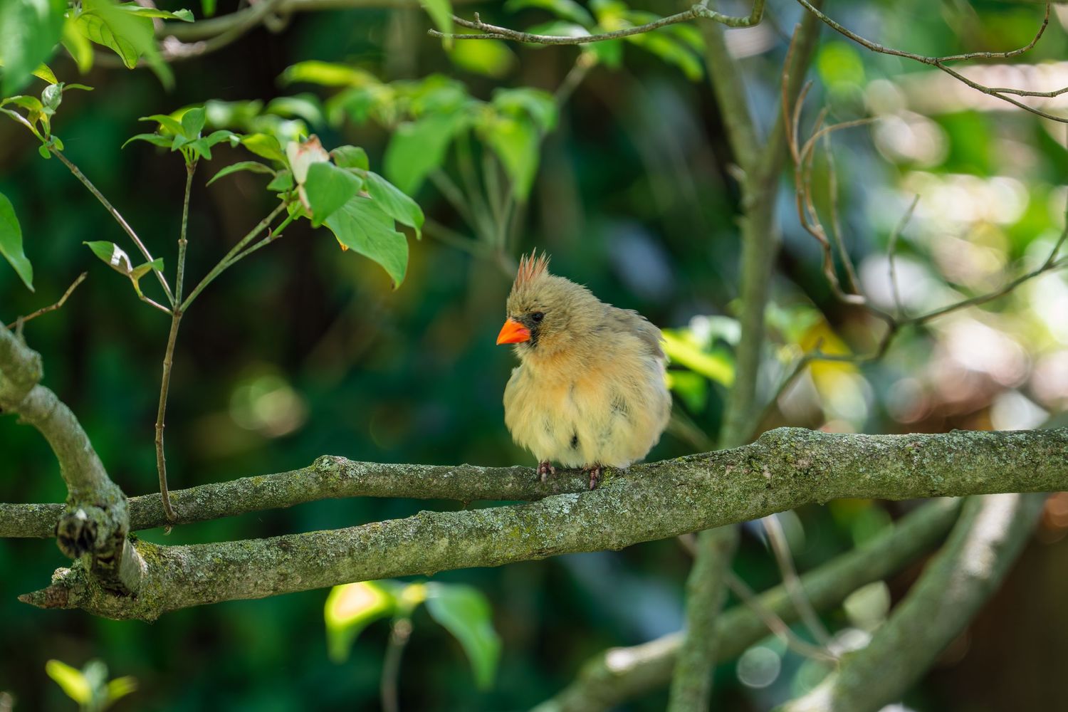 A female Northern Cardinal with raised crest perches on a branch, showcasing her tan plumage and orange beak.