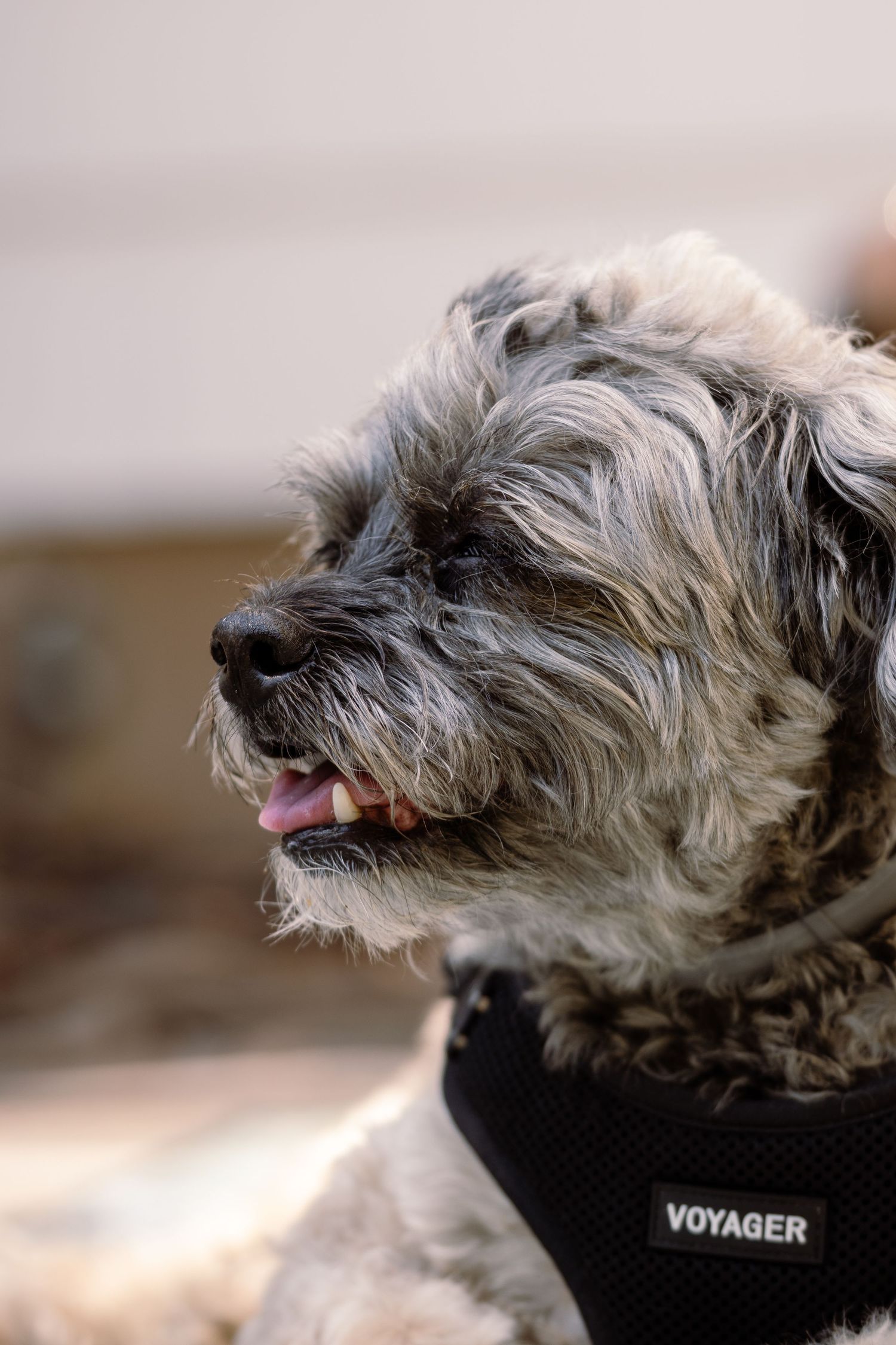 Side profile portrait of a scruffy gray Shih Tzu mix dog wearing a black Voyager harness with mouth slightly open.