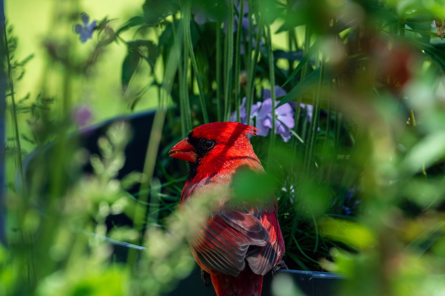 Bright red male Northern Cardinal peeking through lush green garden foliage with purple flowers.