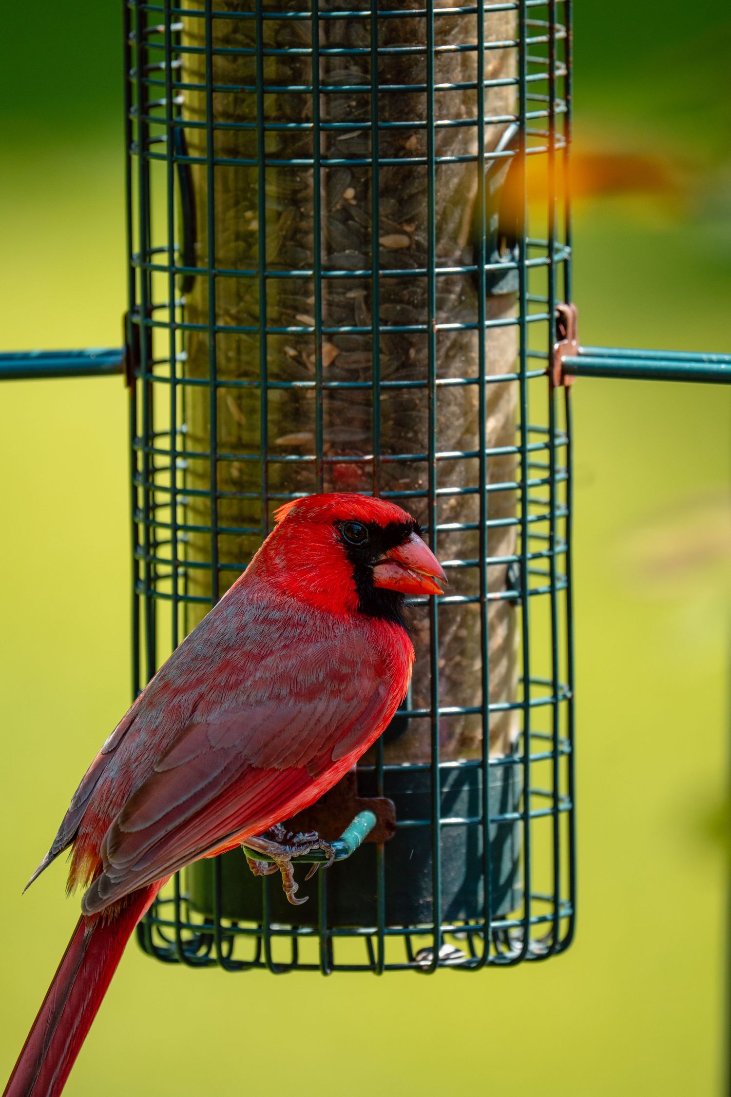 Male Northern Cardinal with striking red feathers and black mask perched on a cylindrical green wire bird feeder.