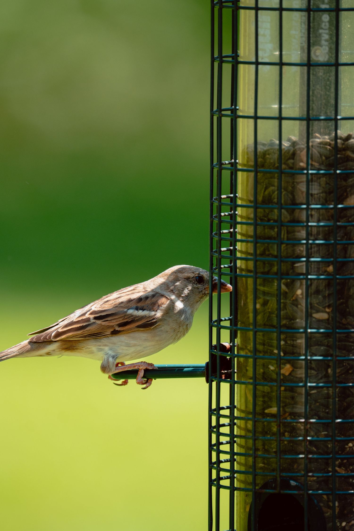 Brown female house sparrow perched on a green metal mesh seed feeder against a blurred green background.