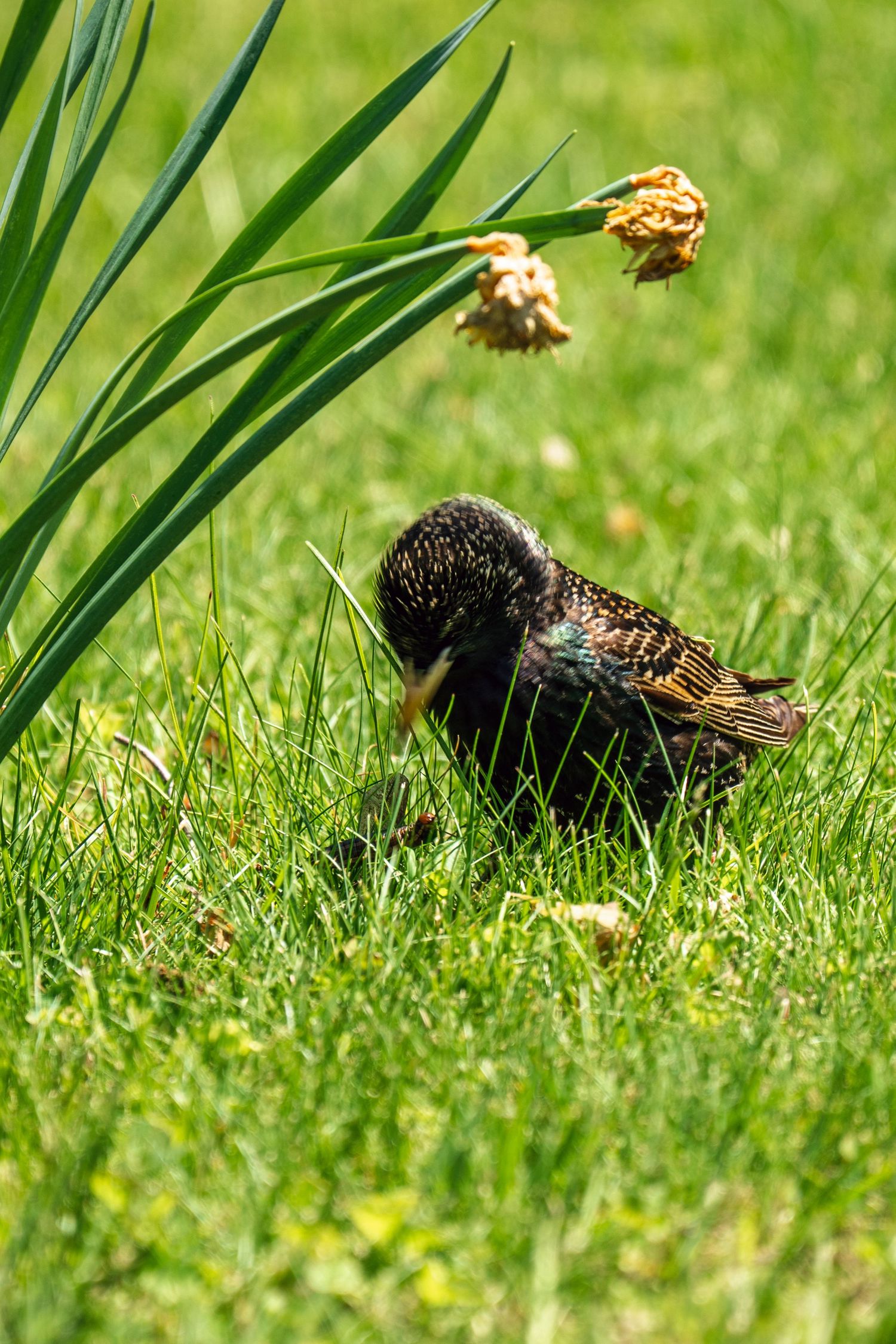 A common starling with iridescent plumage forages in lush green grass near wilted daffodil blooms.