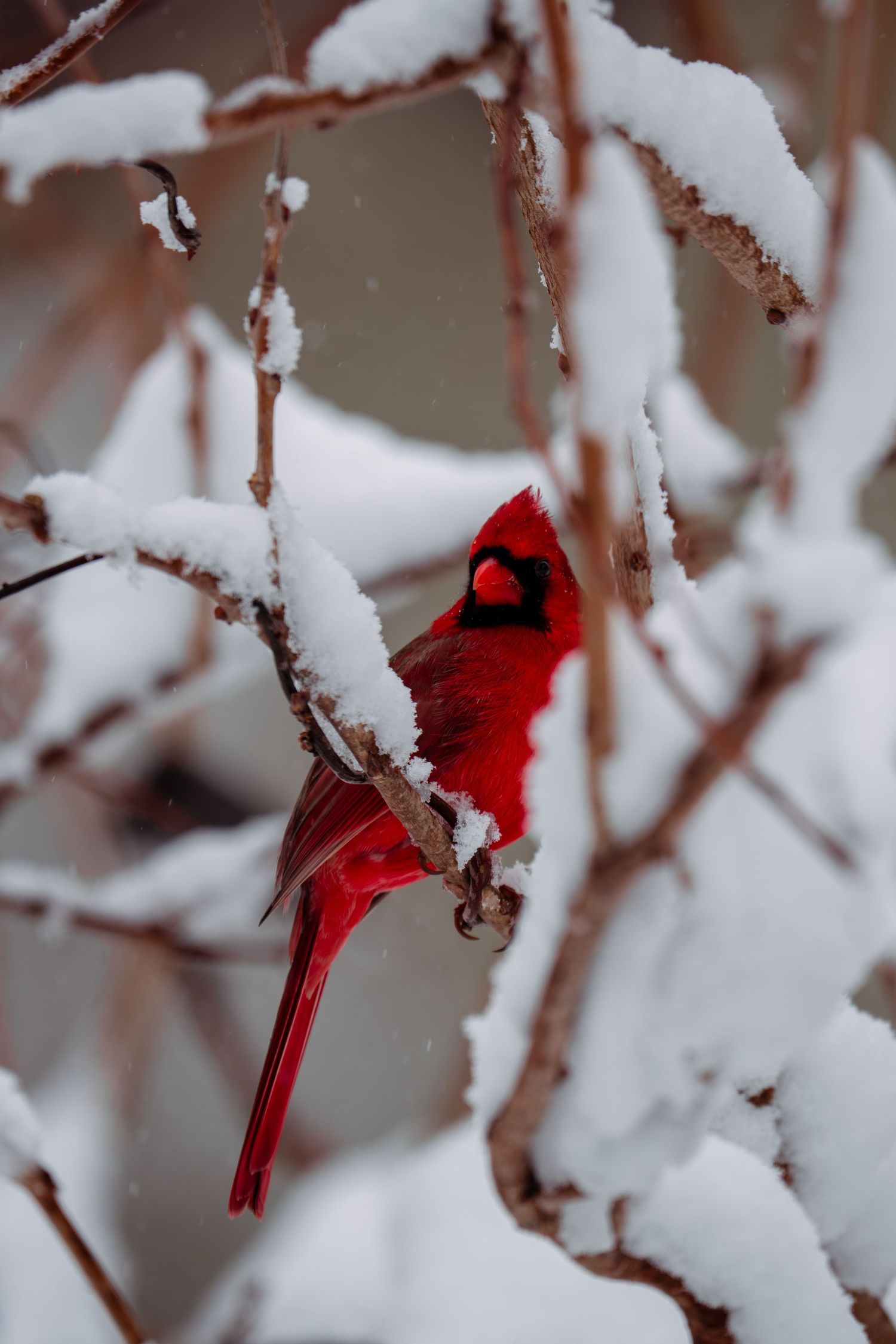 A bold red male Northern Cardinal sheltering among heavily snow-covered branches in winter.