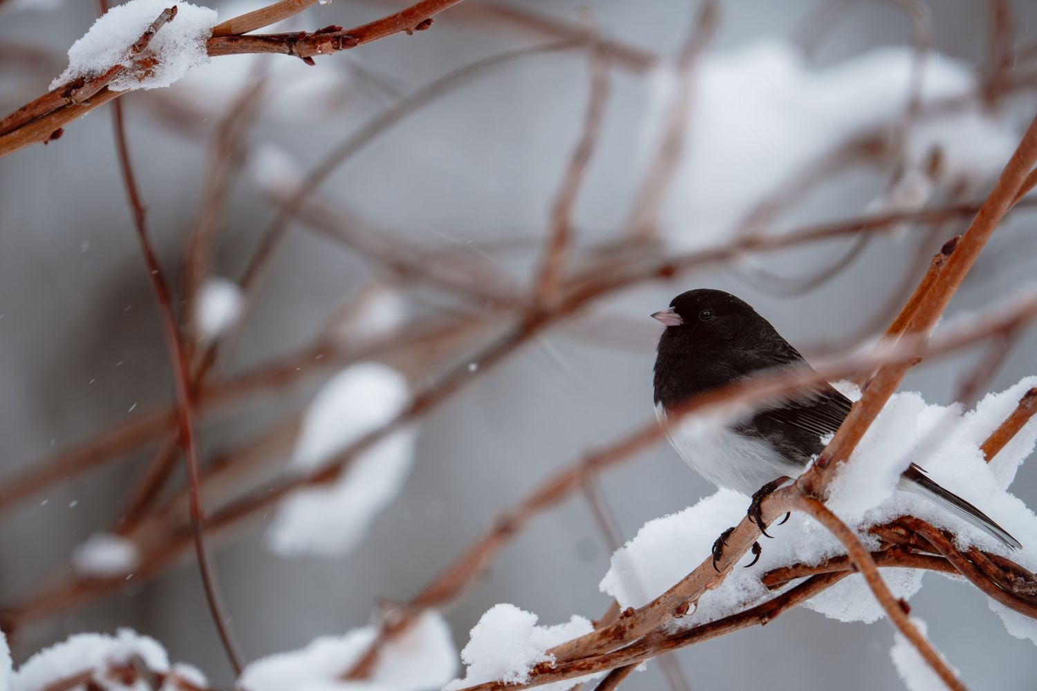 Small dark-eyed junco bird sitting on snow-laden bare branches in winter.