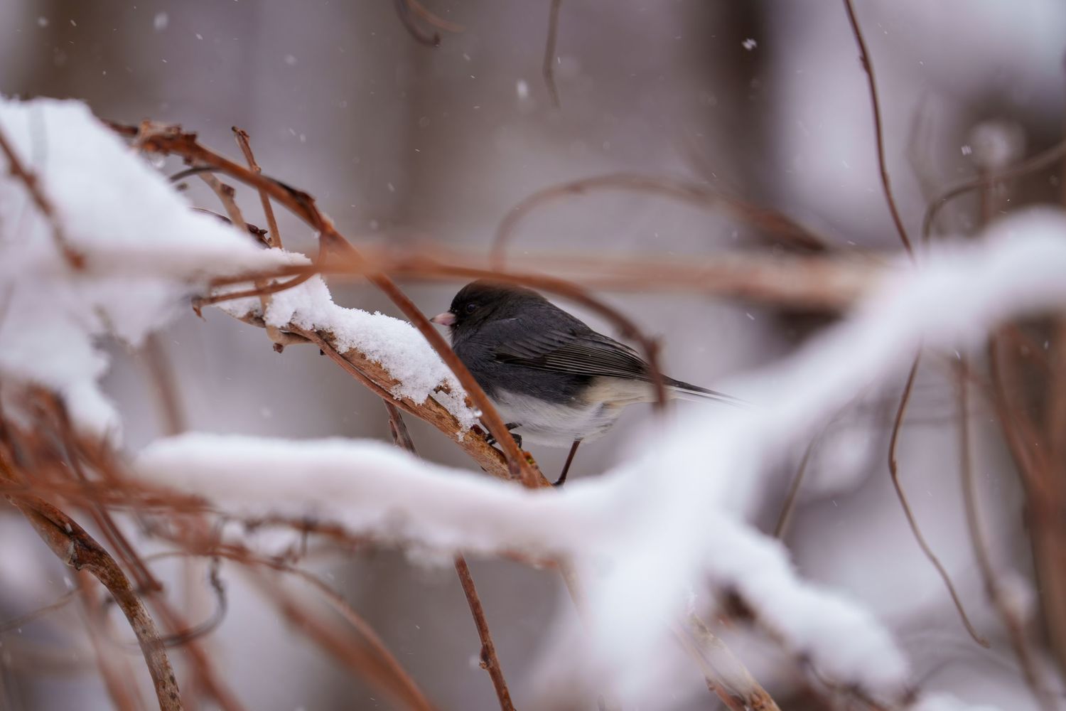 Dark-eyed junco perched on snowy branches during a winter snowfall.
