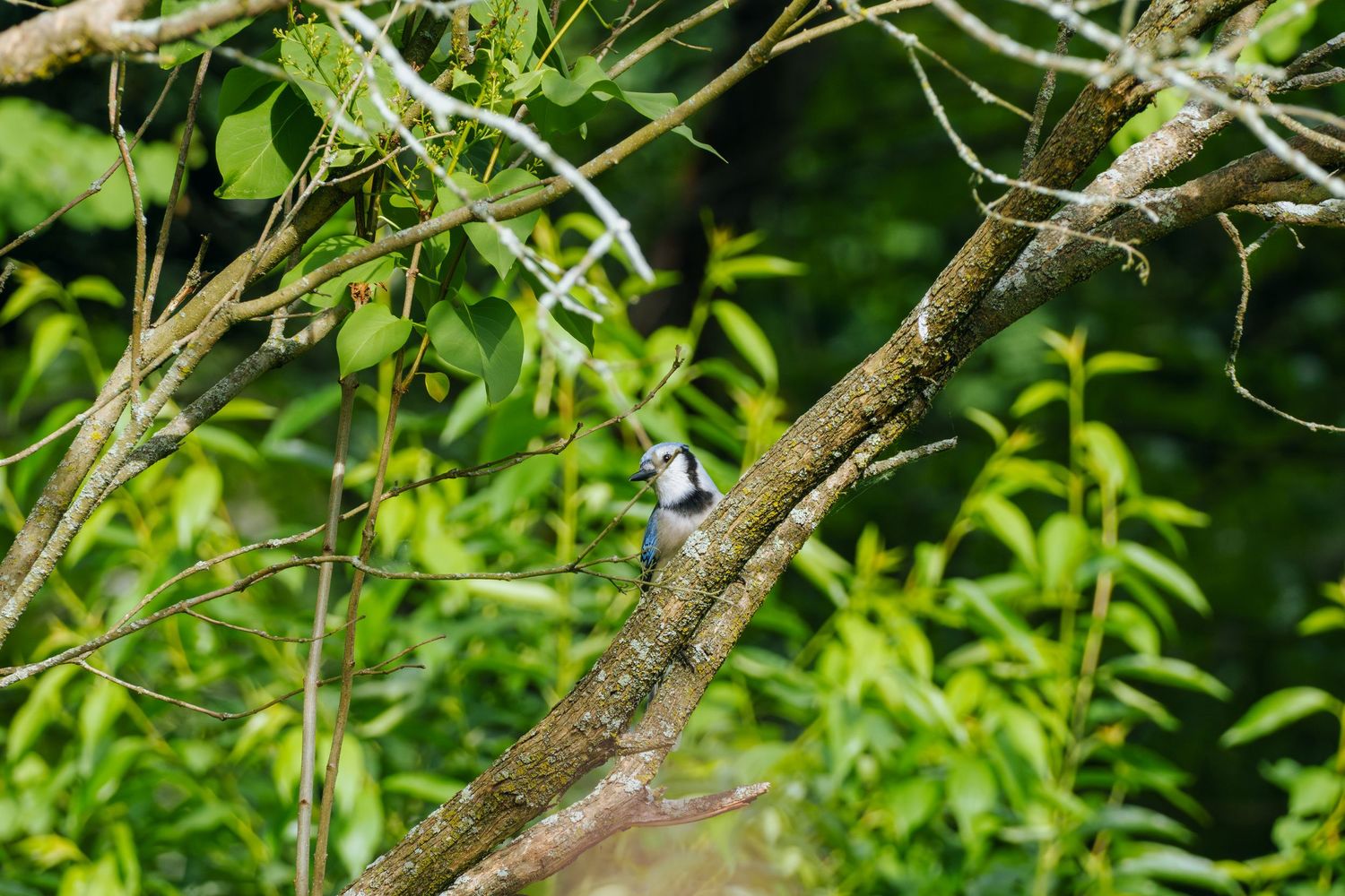 A small bird perched on a tree branch surrounded by lush green foliage in a natural woodland setting.