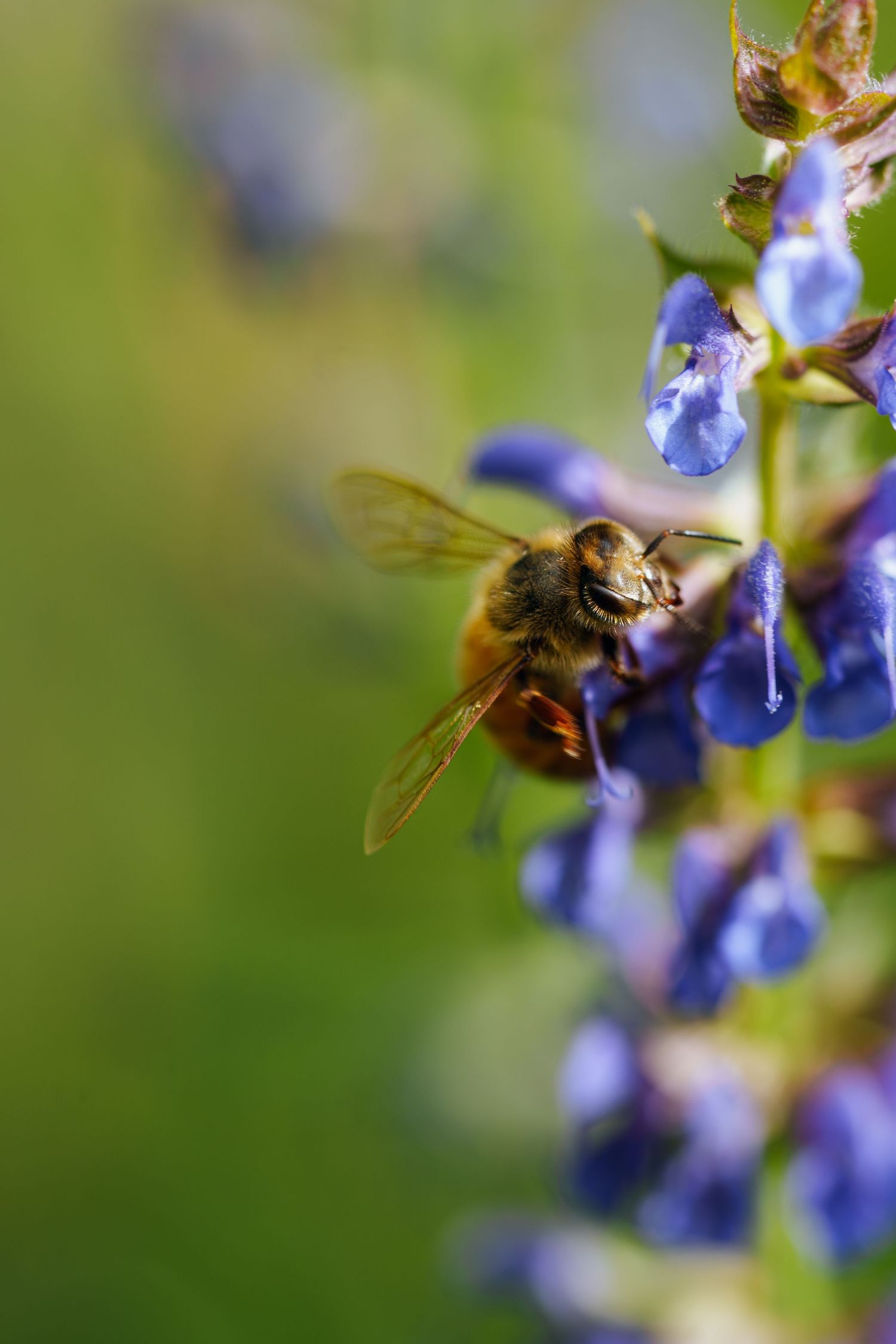 A honeybee collecting nectar from vibrant purple lavender flowers against a soft green bokeh background.