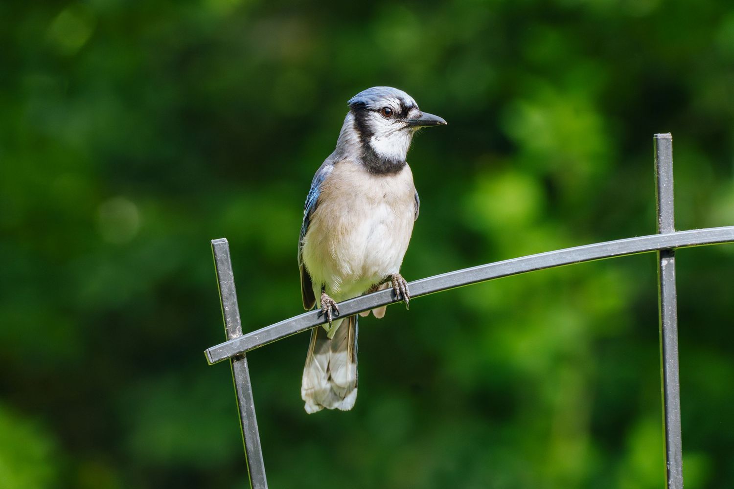A blue jay perched on a metal garden stake with a lush green background.