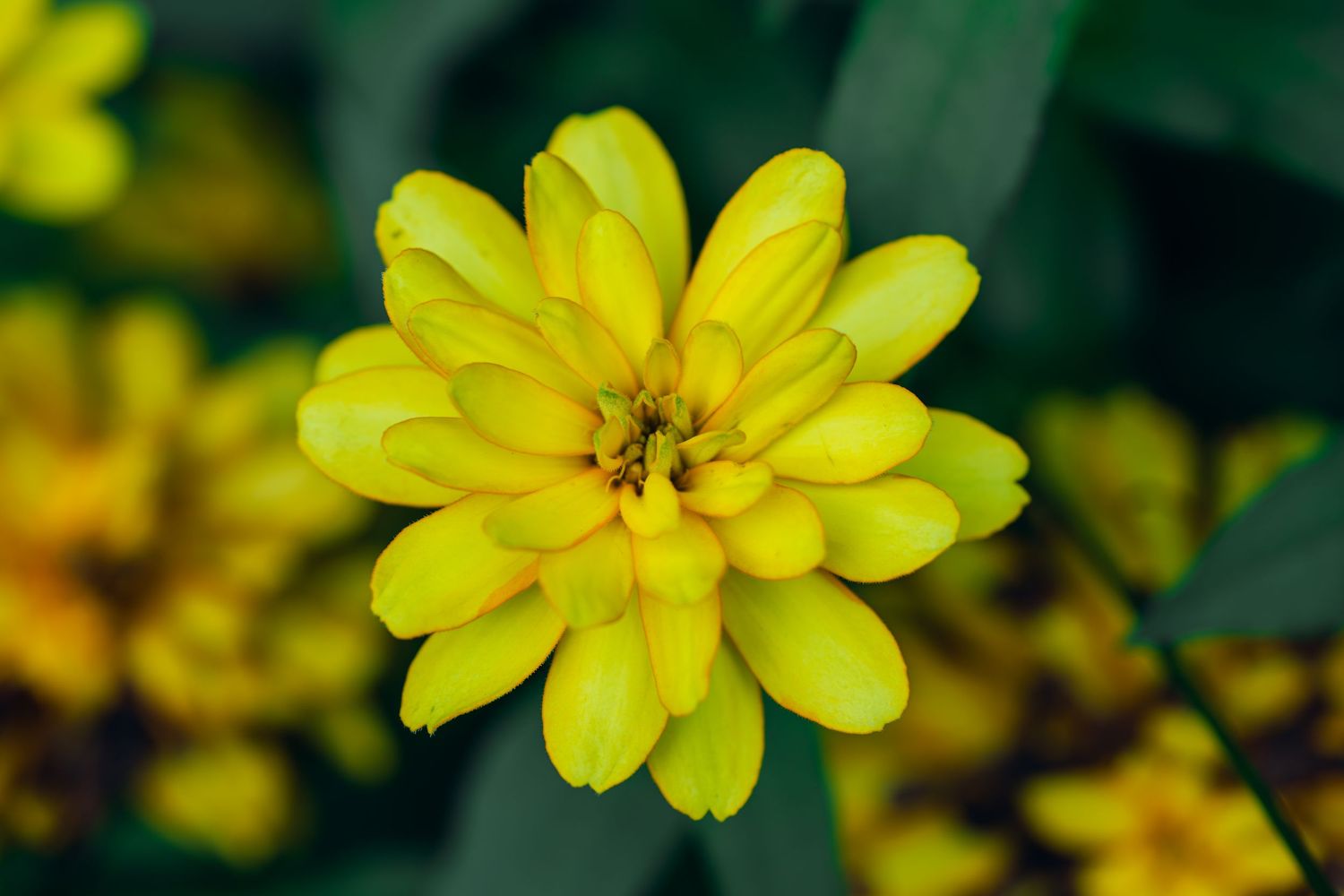 Vibrant yellow zinnia flower in full bloom with layered petals, surrounded by green foliage in a garden setting.