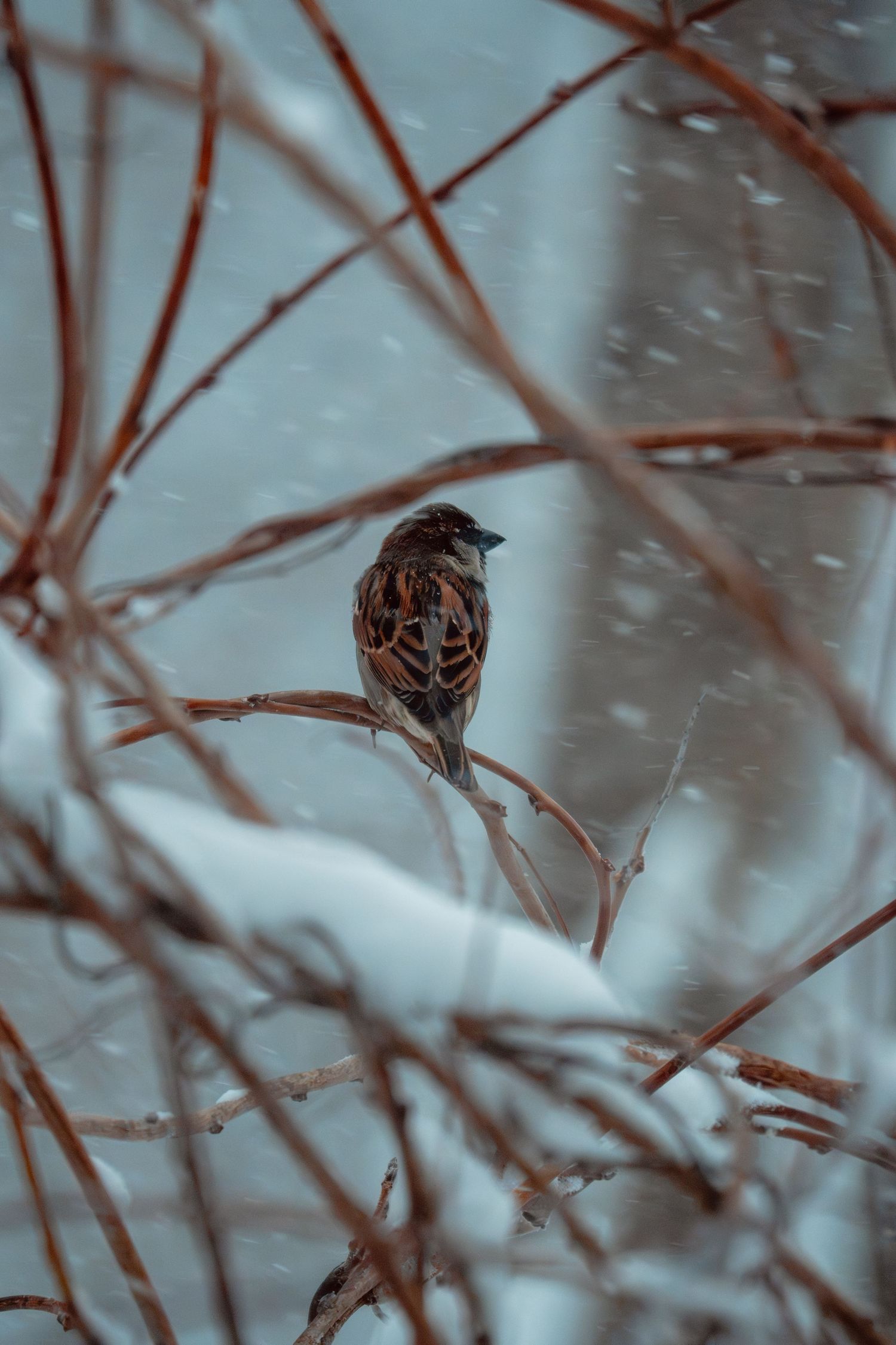 A brown sparrow perched on snow-covered bare branches during a winter snowstorm.
