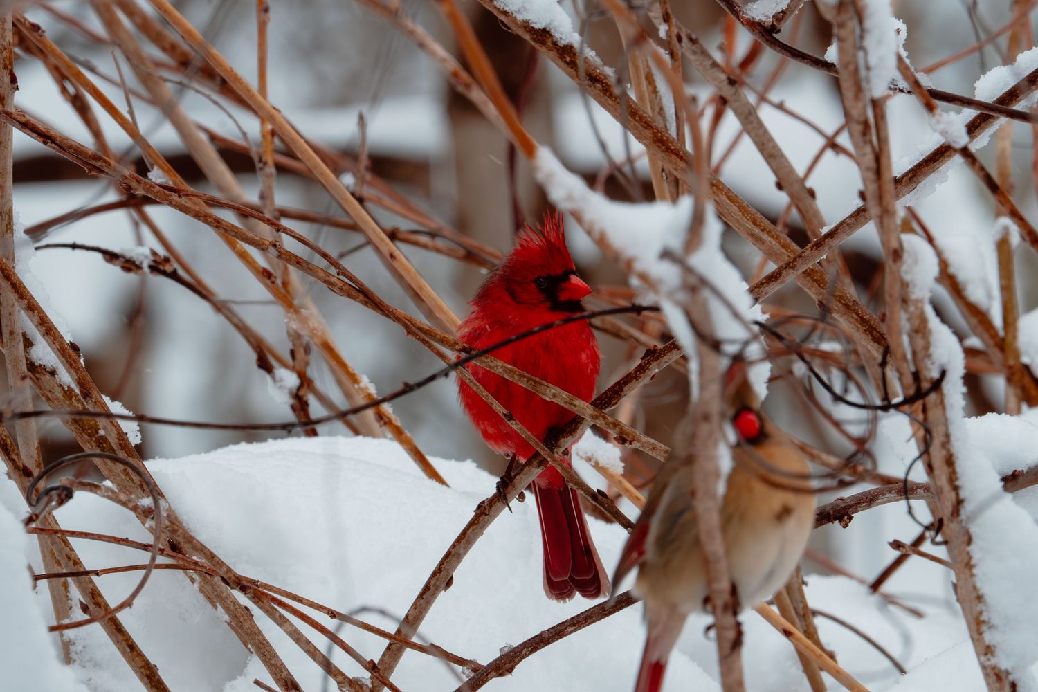 A bright red male cardinal and female cardinal sitting on snowy bare branches.