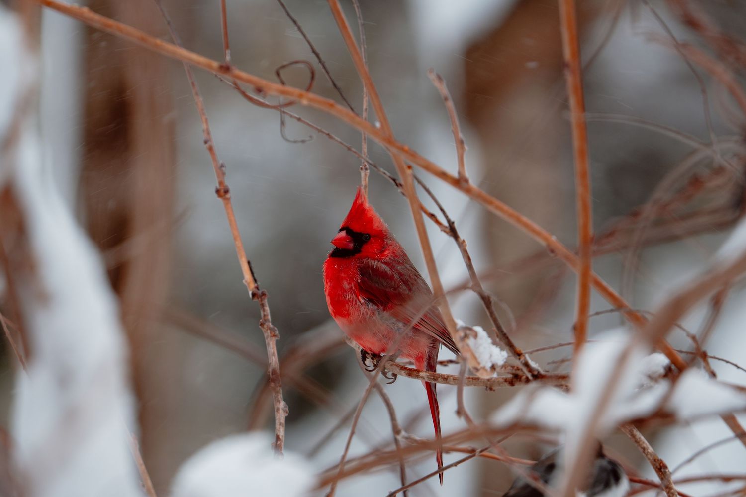 A vibrant red male northern cardinal perched on snow-dusted bare branches in winter.