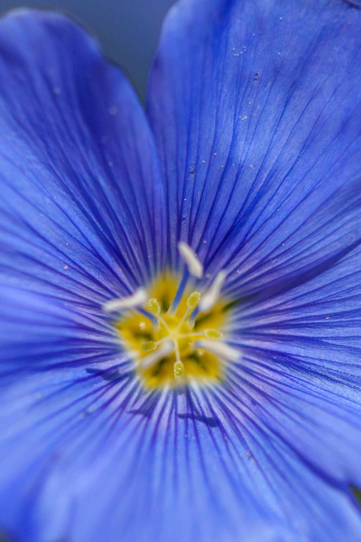 Extreme macro close-up of a blue flax flower showing yellow center stamens and radiating purple veins on petals.
