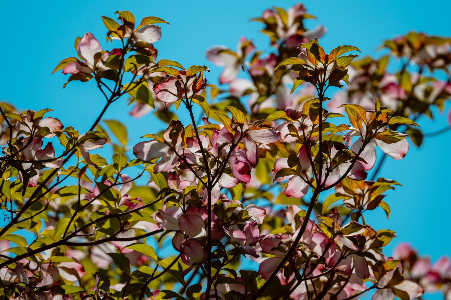Pink dogwood flowers with green leaves photographed from below against a clear blue sky.