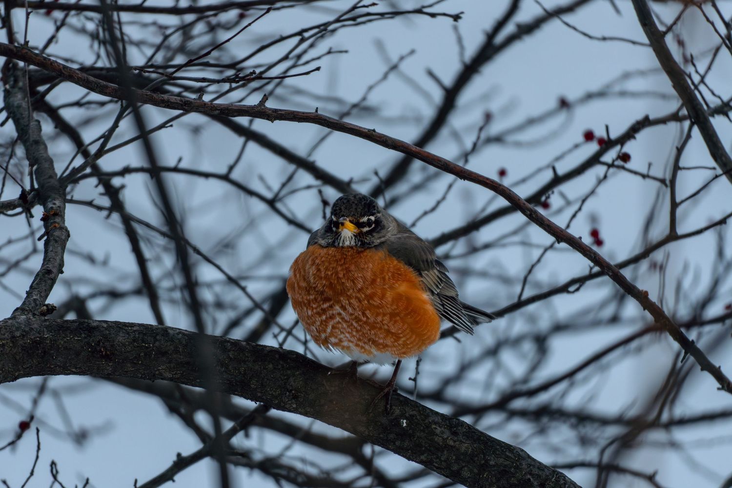 American robin perched on dark tree branch against blue winter sky with small red berries visible.