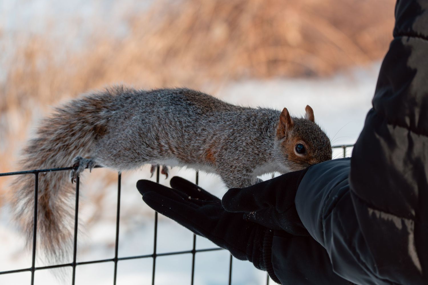 A gray squirrel standing on a gloved hand atop a metal fence in a snowy winter park setting.