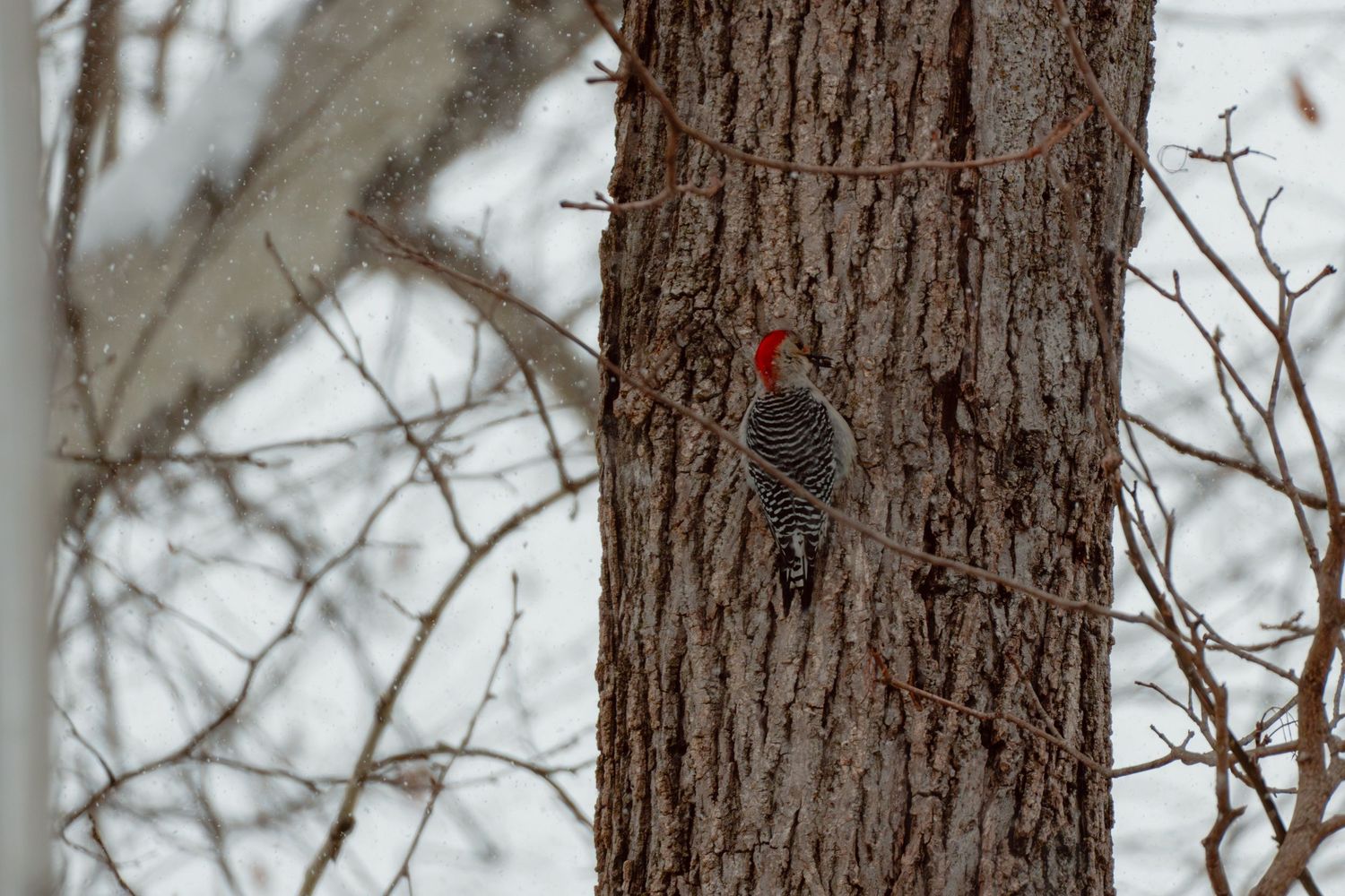A red-bellied woodpecker clings to a large tree trunk surrounded by bare winter branches.