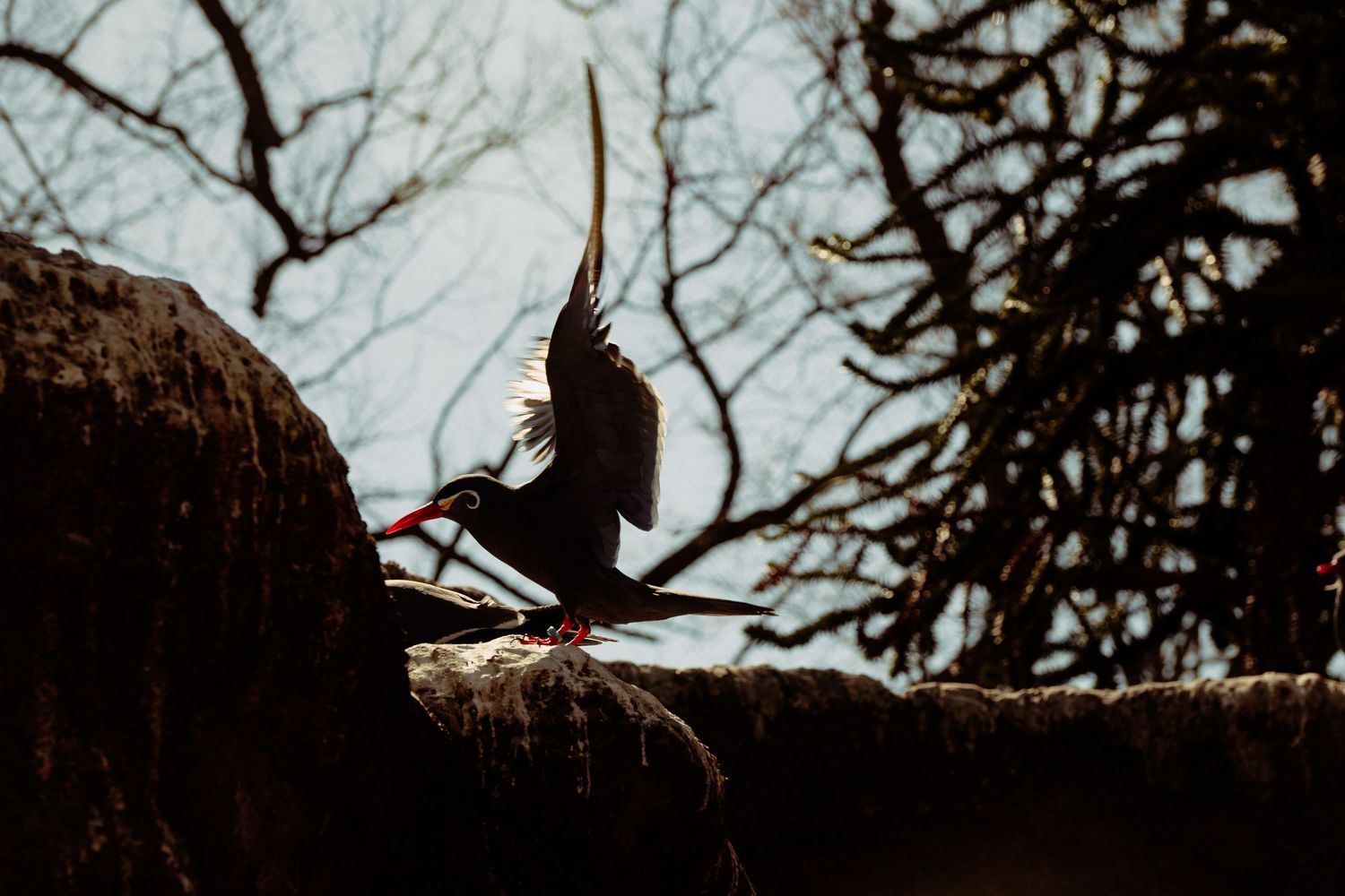 A black seabird with a red beak landing on a rocky surface with bare trees behind.