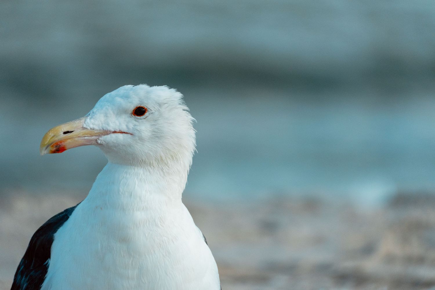 Detailed portrait of a white and black seagull with yellow beak, photographed against a soft blue bokeh background.