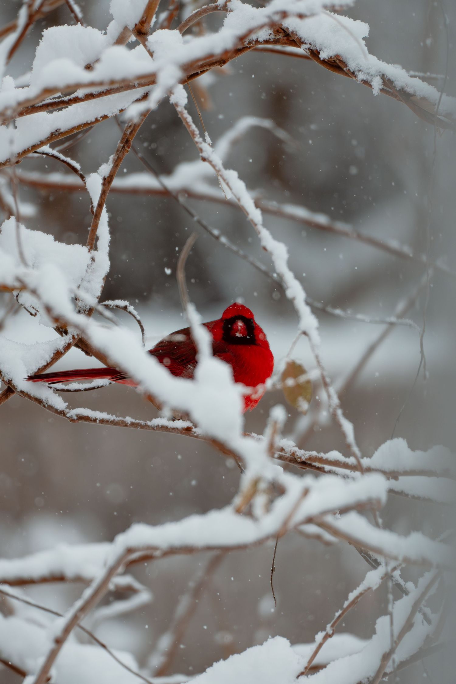 A bright red male cardinal perches among snow-covered twigs during a gentle winter snowfall.