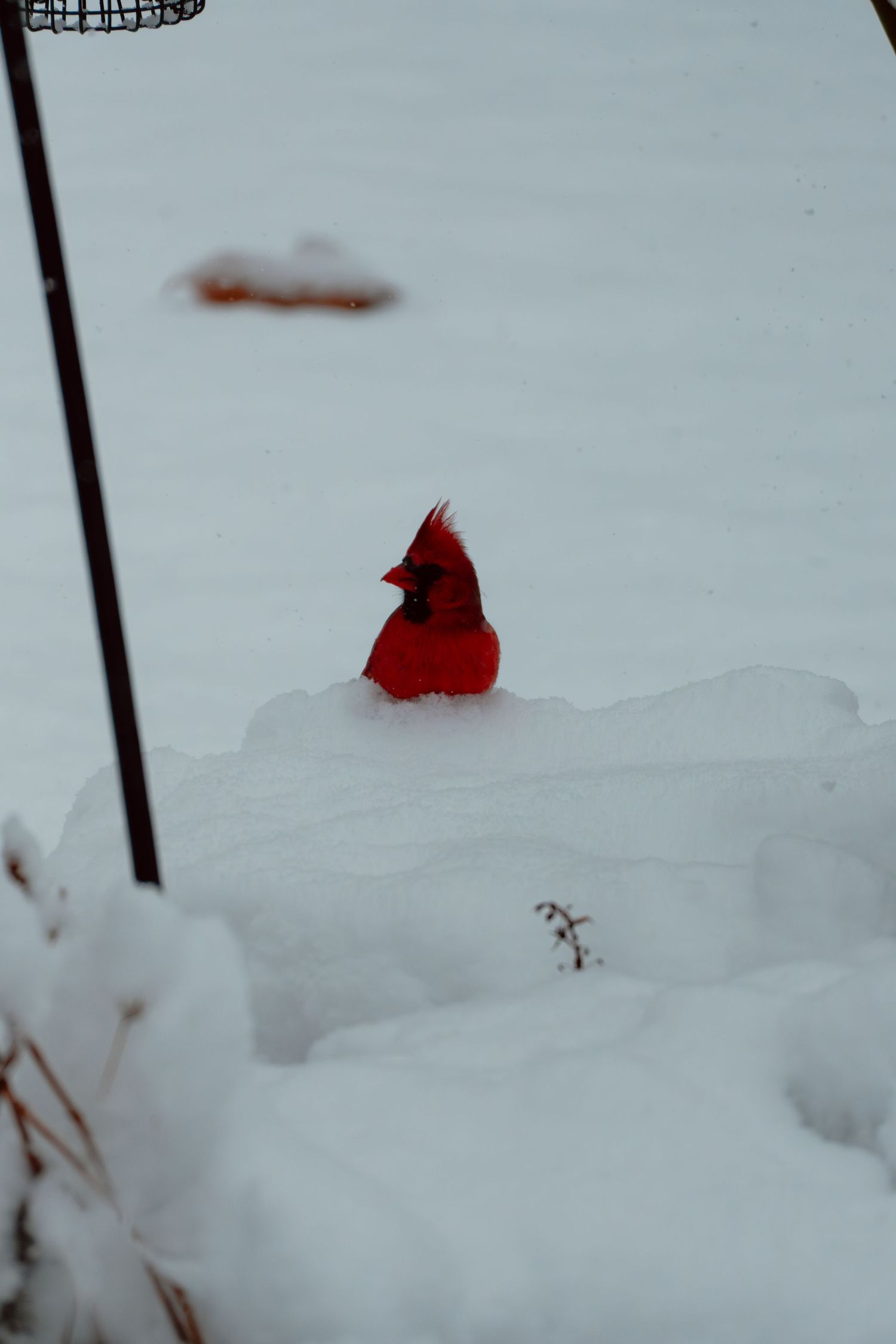 A vibrant red male northern cardinal sitting in deep white snow during winter.