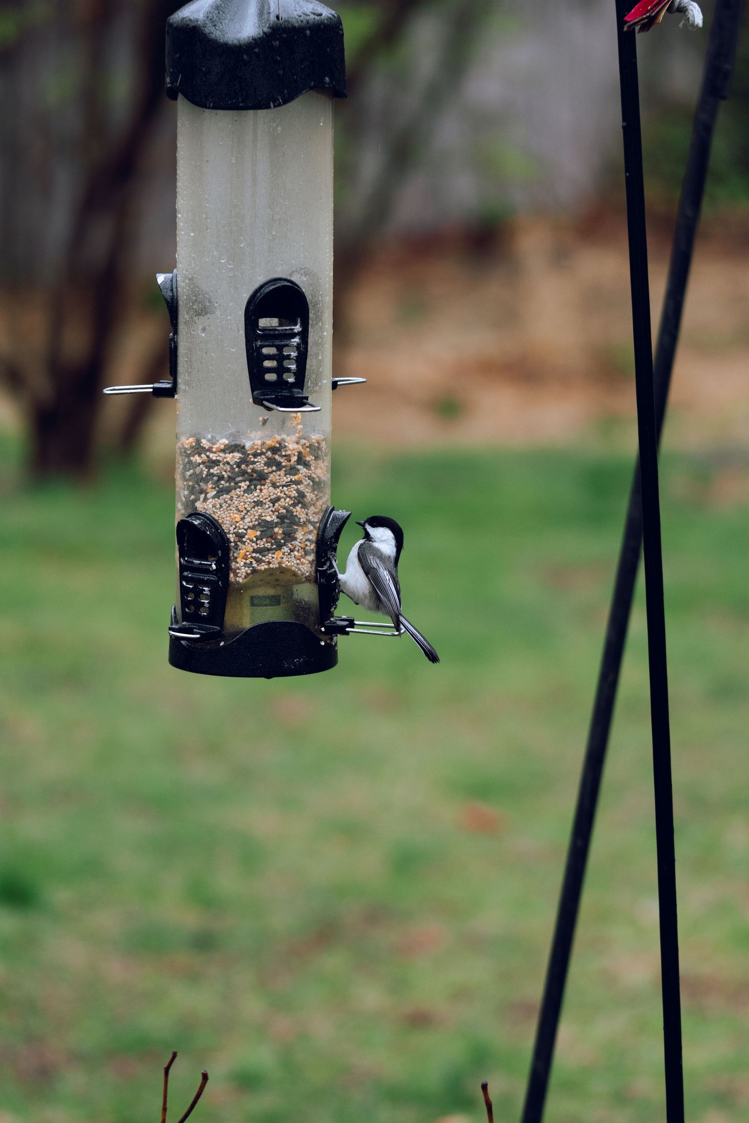 A black-capped chickadee clinging to a cylindrical hanging bird feeder filled with mixed birdseed outdoors.