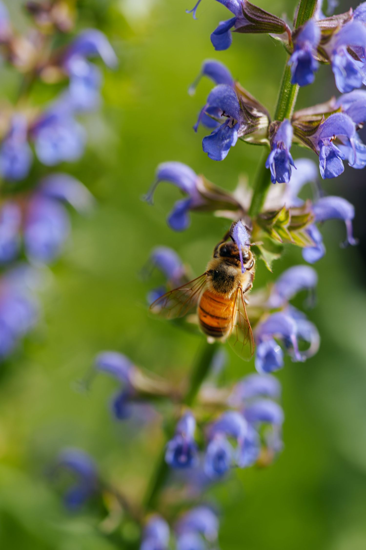 A honeybee collecting nectar from vibrant purple salvia flowers in a sunny garden.