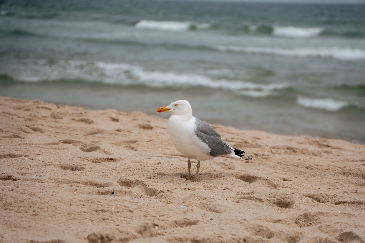 A seagull stands on sandy beach shore with ocean waves in the background on an overcast day.