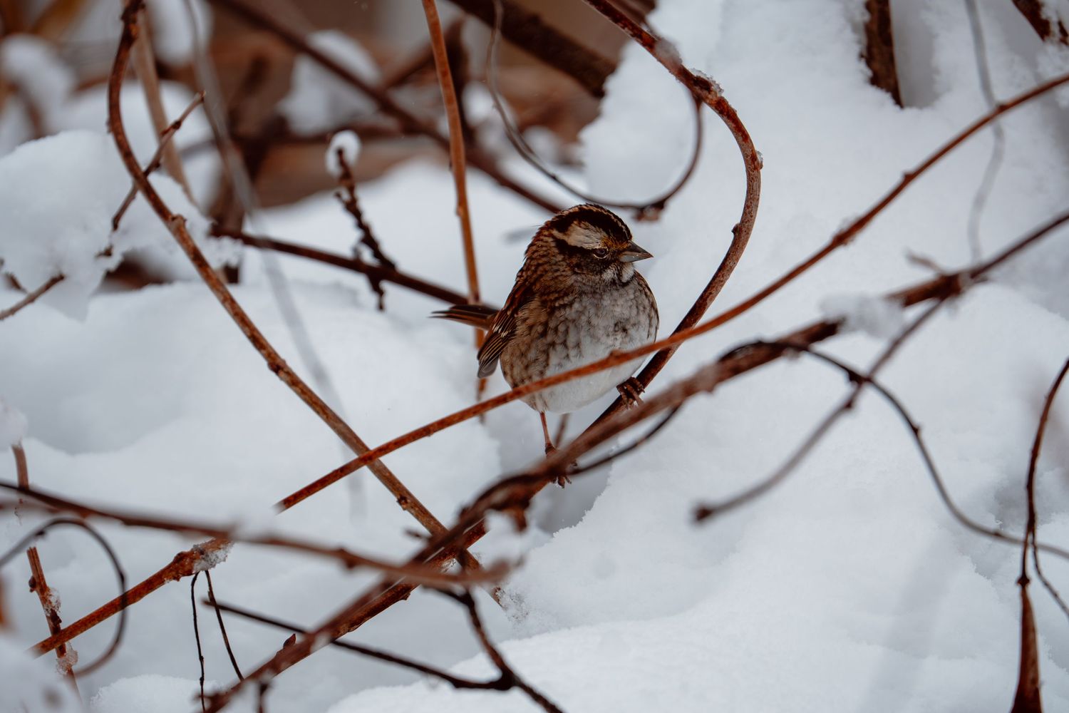 Brown sparrow perched among snow-covered twigs and branches in winter.