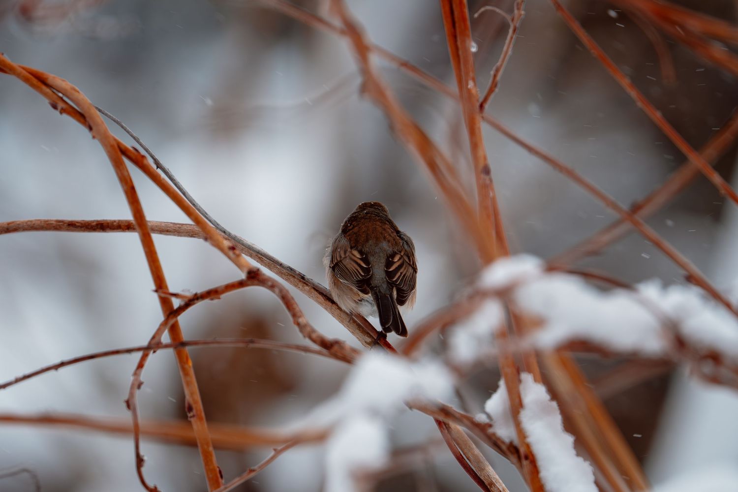 Small brown bird perched on snow-dusted reddish winter branches.