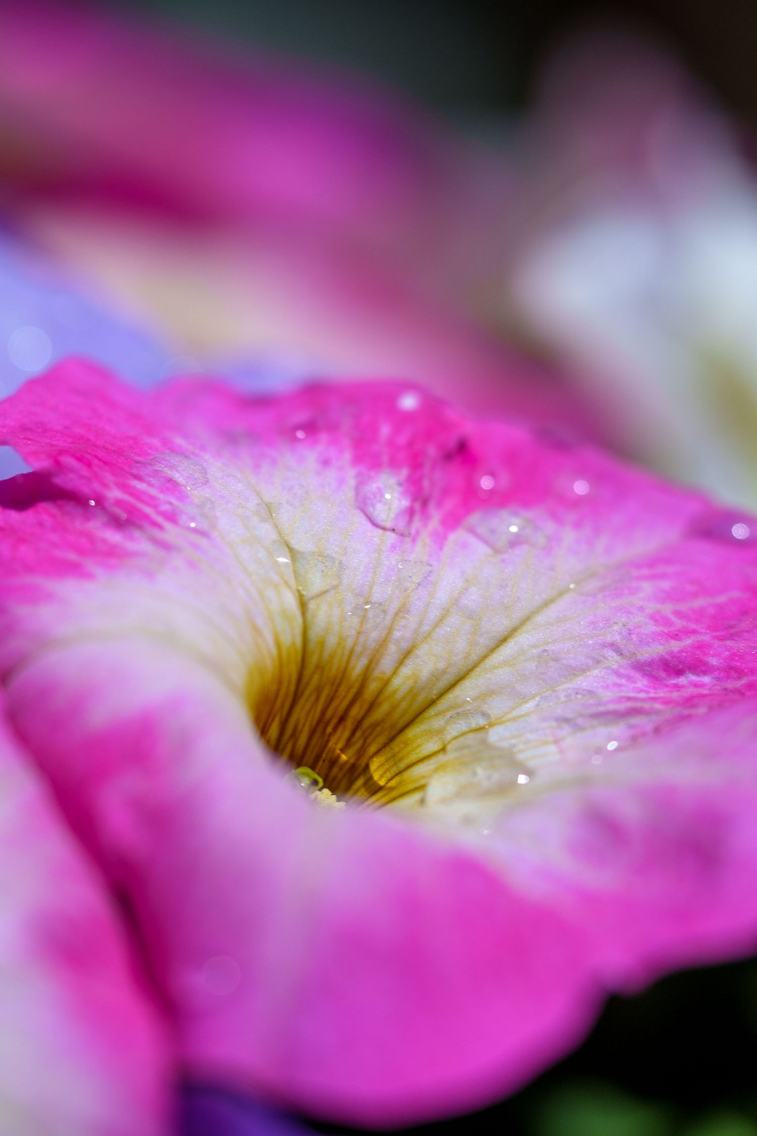 Macro close-up of a vibrant pink petunia flower with water droplets inside its trumpet.