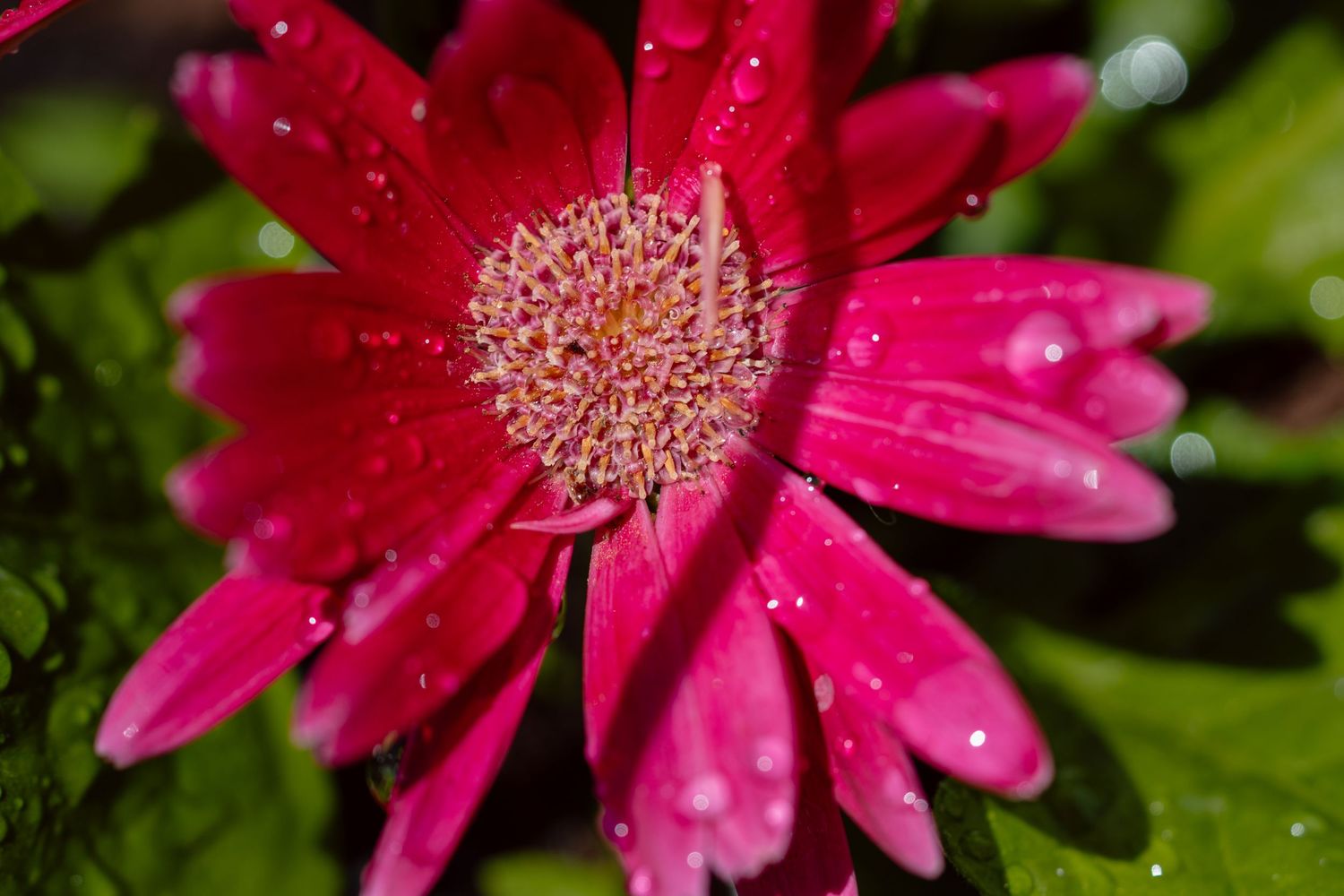 Close-up of a vibrant pink gerbera daisy with water droplets on petals and center.