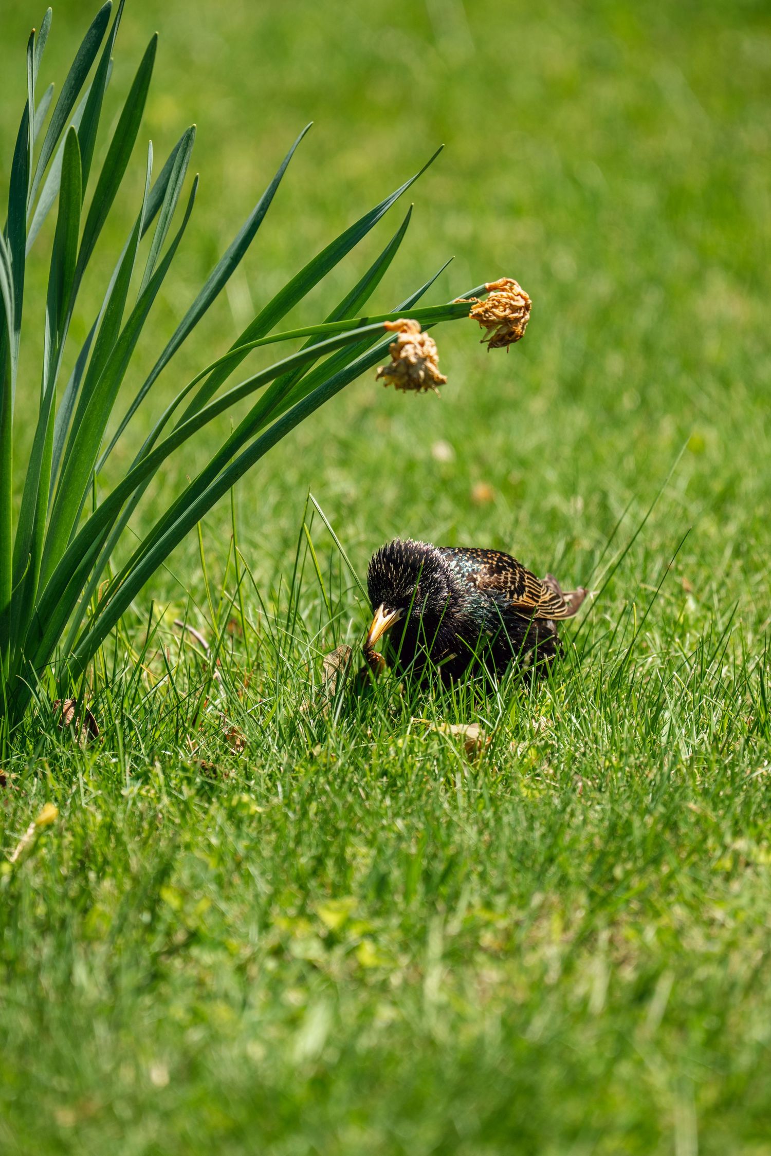 A European starling pecks at the ground in green grass beside dying daffodil flowers in sunlight.