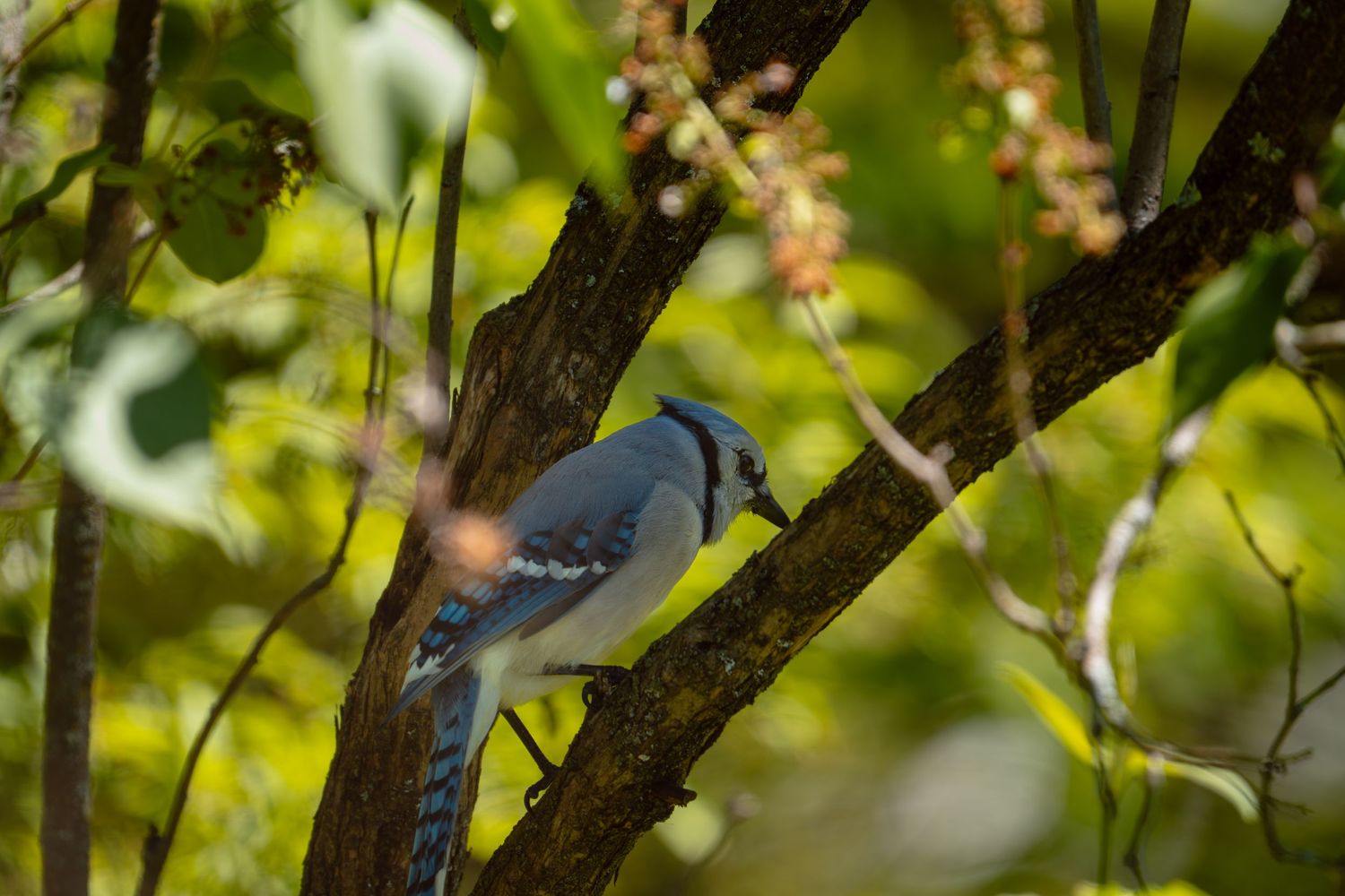 A blue jay bird sitting low on a tree branch amid green leaves.