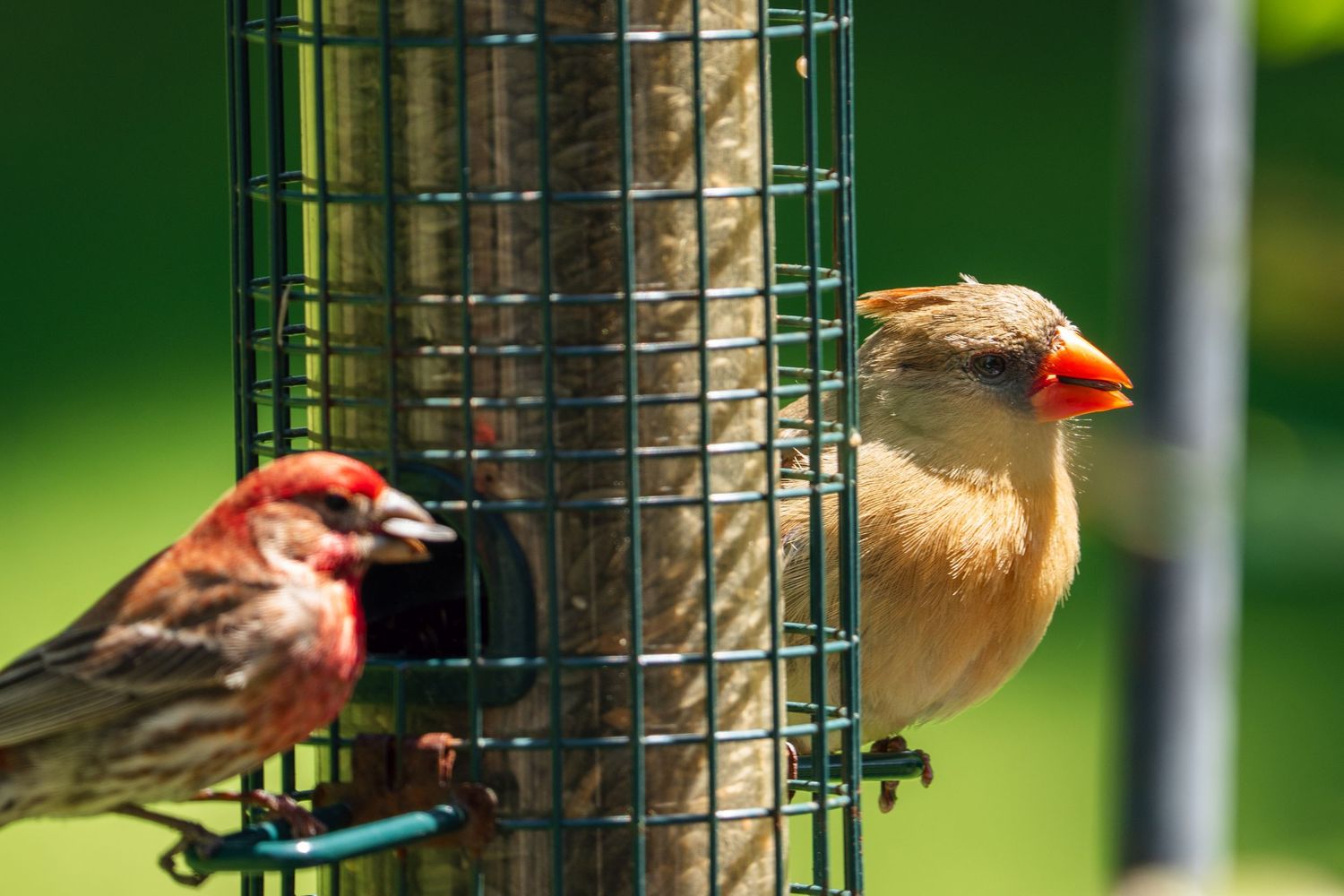 Male house finch and female cardinal sharing a cylindrical wire bird feeder outdoors.