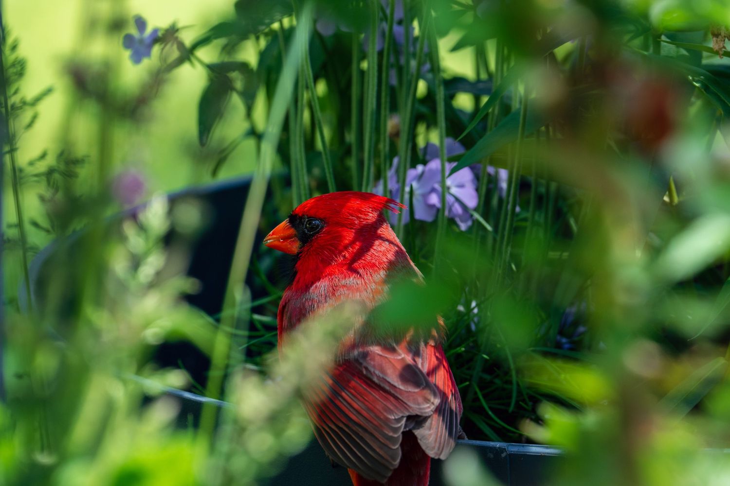 A vibrant red male Northern Cardinal perched among lush green foliage and purple wildflowers in a garden.