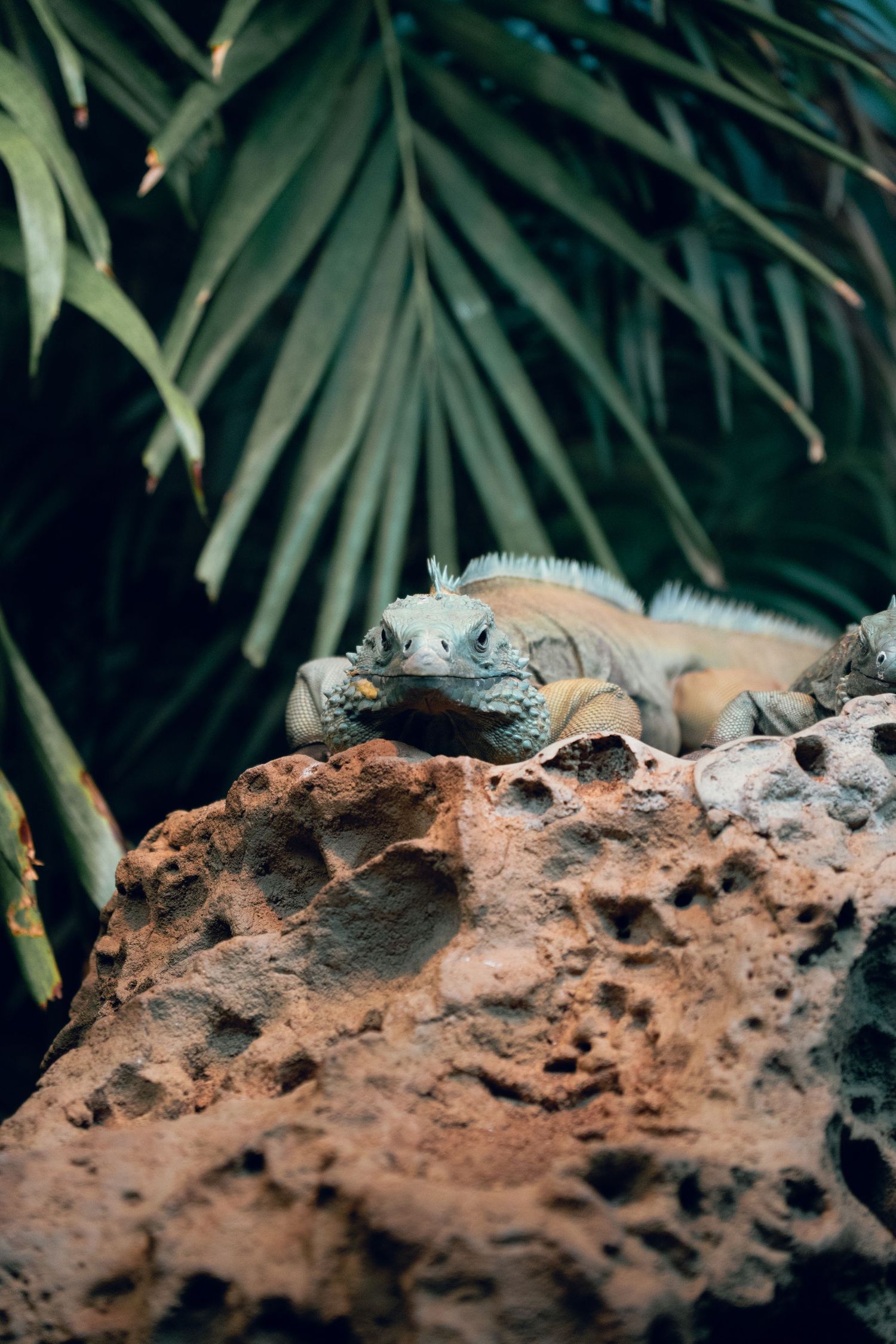 A green iguana resting on a rocky surface surrounded by lush tropical palm leaves.