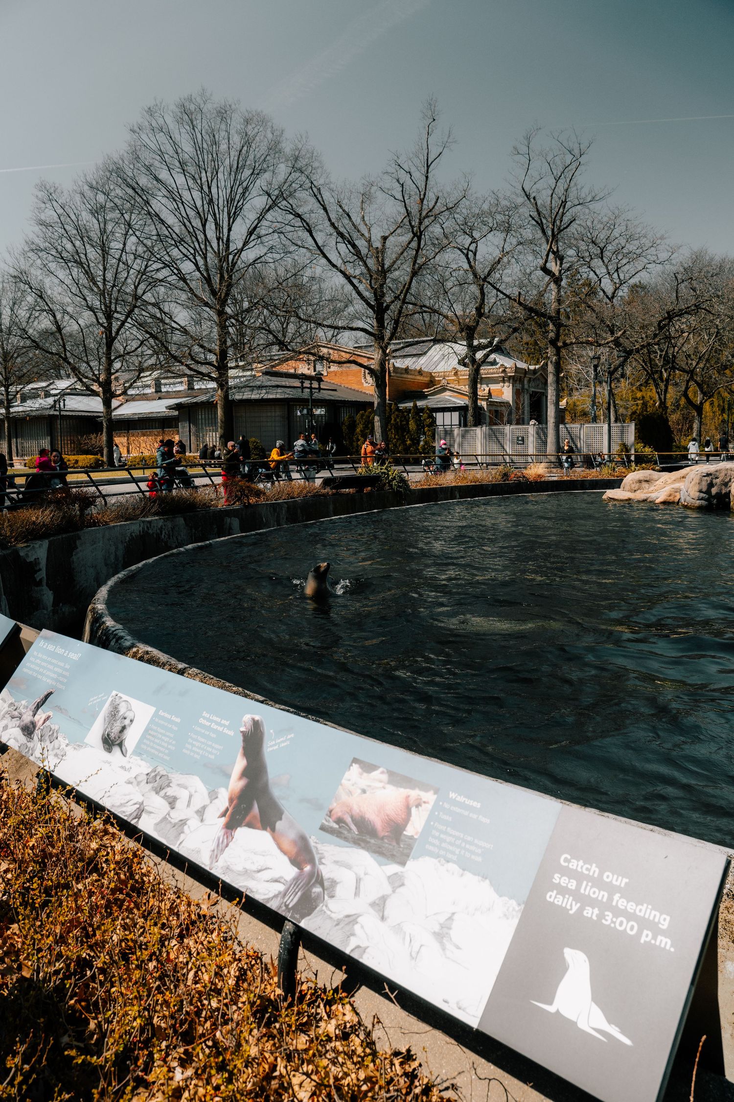 A zoo sea lion pool exhibit with an informational sign board and visitors viewing animals on a sunny day.
