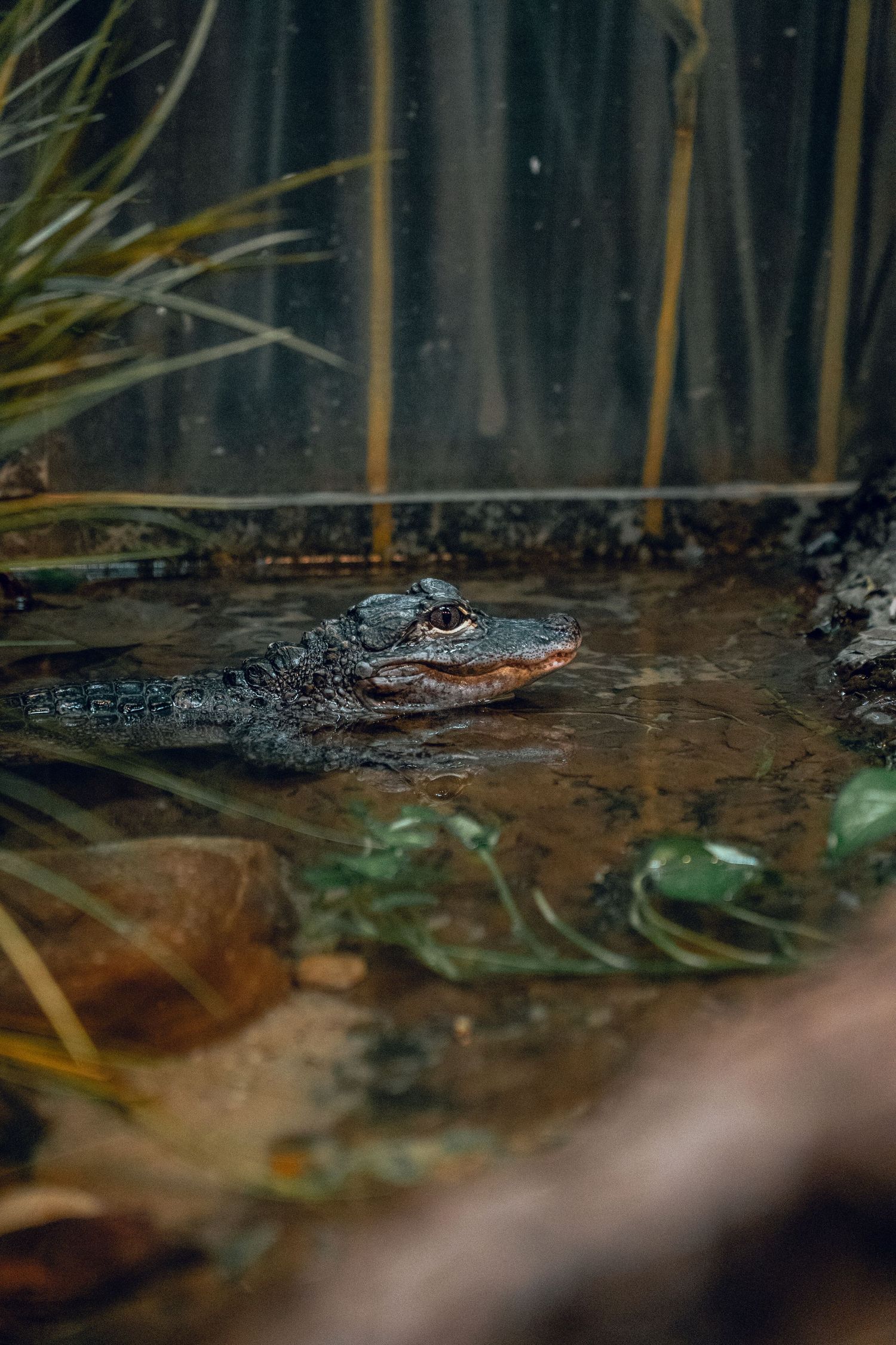 A small alligator partially submerged in murky water surrounded by aquatic plants and reeds.