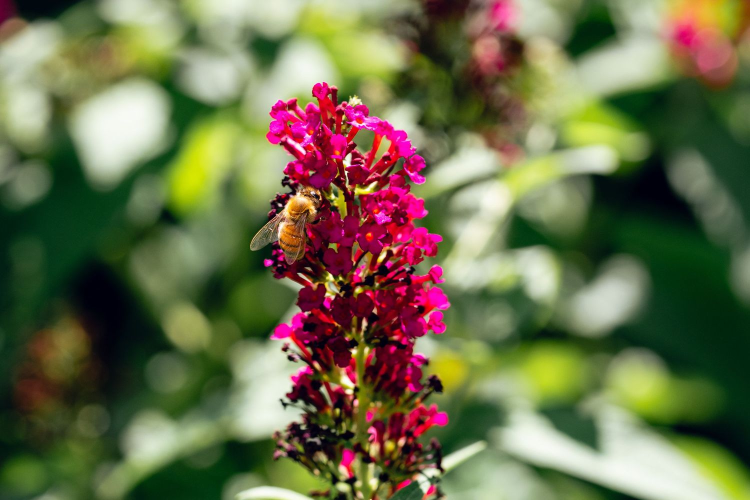 A bee rests on a bright pink butterfly bush flower spike in a garden.